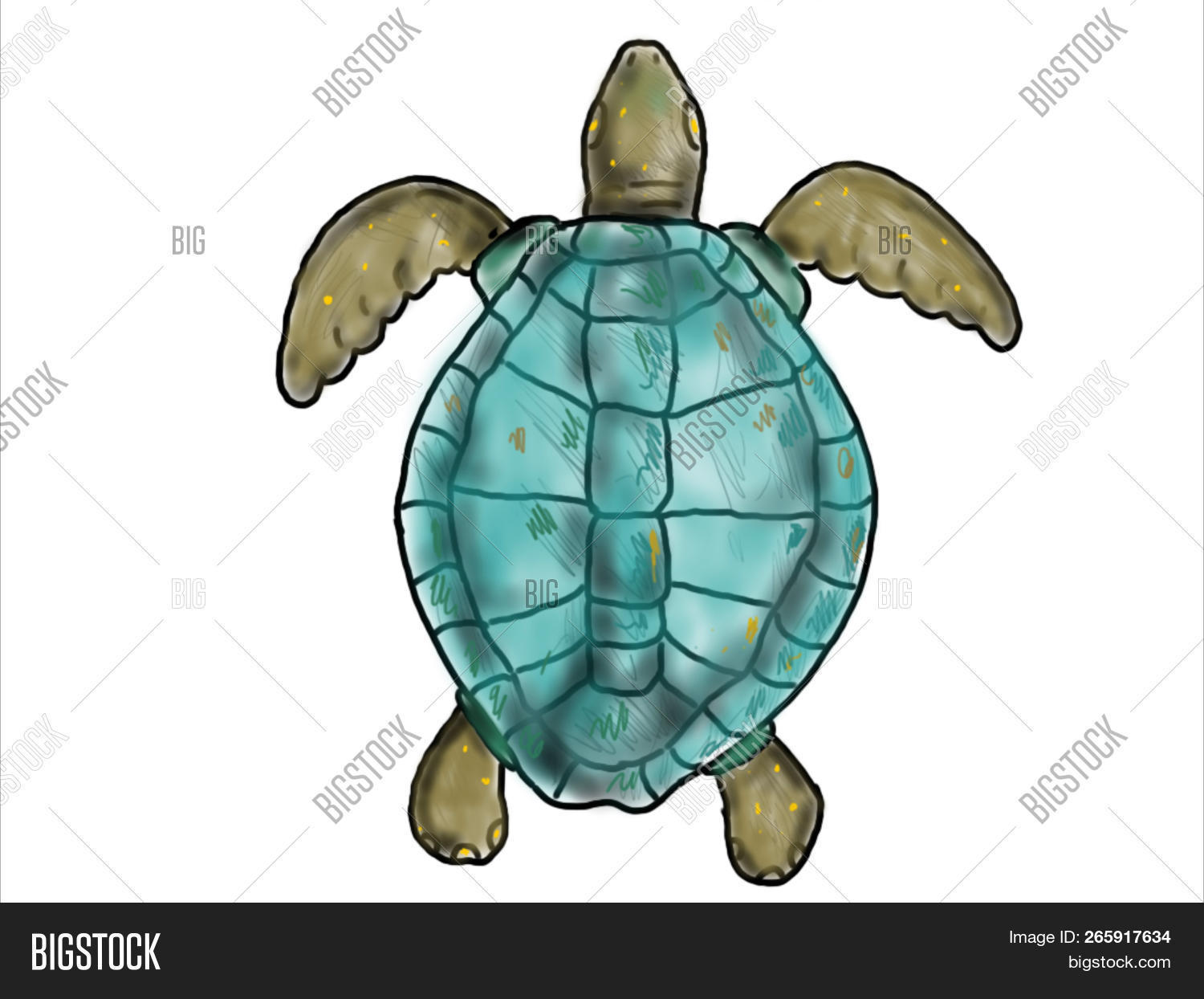amphibian,and,animal,art,artwork,black,cartoon,drawing,flipper,graphic,illustration,isolated,line,marine,nature,pet,reptile,ridley,sea,shell,sketch,slow,swimming,top,tortoise,turtle,white,wildlife