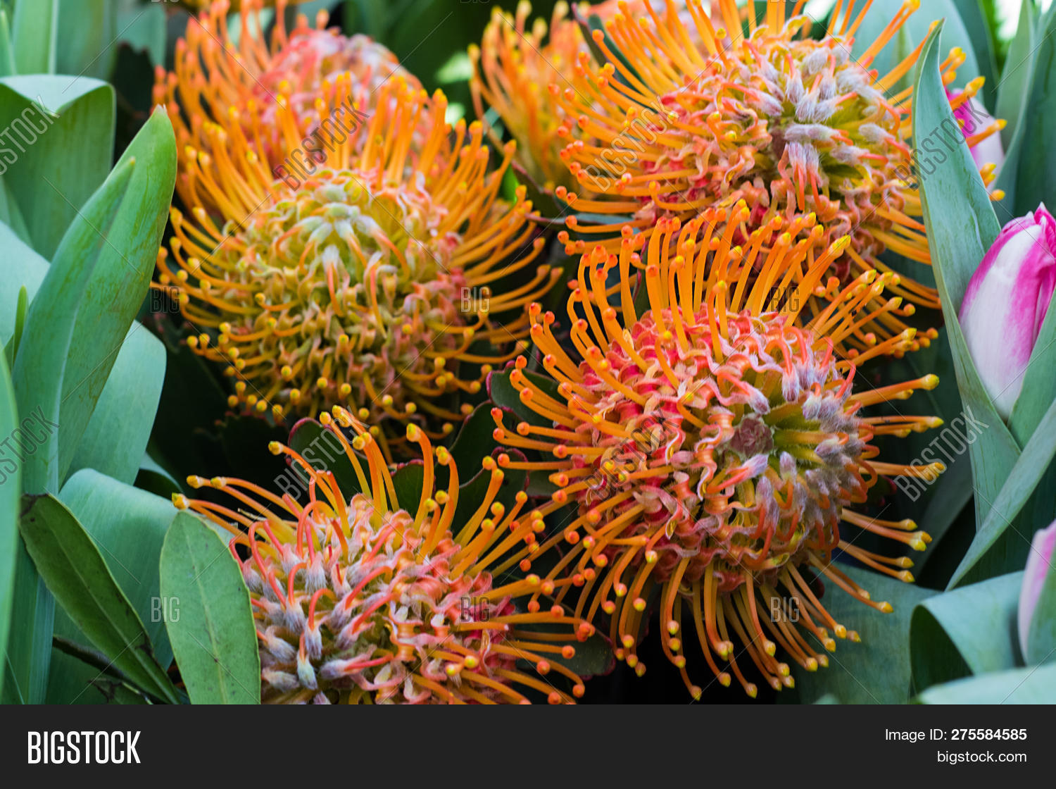 africa,african,artichoke,background,beautiful,beauty,bloom,blooming,blossom,botanical,bright,bunch,close,closeup,color,colorful,decorative,exotic,flora,floral,flower,fresh,fynbos,garden,gardening,green,honey,isolated,kirstenbosch,large,national,natural,nature,orange,petals,plant,pretty,protea,proteaceae,red,south,sugarbush,summer,texture,thistle,tropical,up,white