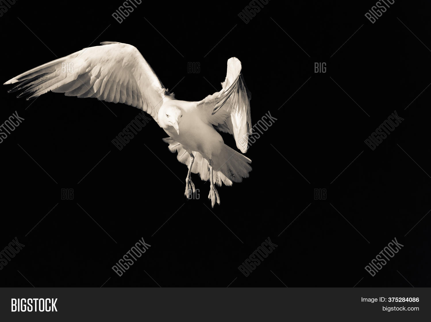 leader, 																					bird, 																					business, 																					strategy, 																					direction, 																					fight, 																					background, 																					freedom, 																					seagull, 																					clear, 																					sight, 																					flight, 																					spread, 																					rampant, 																					squally, 																					ocean, 																					symbol, 																					beak, 																					plumage, 																					beautiful, 																					hunting, 																					beauty, 																					black, 																					spiritual, 																					storm, 																					redoubtable, 																					dark, 																					deterrent, 																					dove, 																					wingspan, 																					feather, 																					wings, 																					white, 																					feathering, 																					sea, 																					fly, 																					forbidding, 																					stern, 																					formidable, 																					menacing, 																					nature, 																					peace, 																					pigeon, 																					pure, 																					religion, 																					sky, 																					spirit