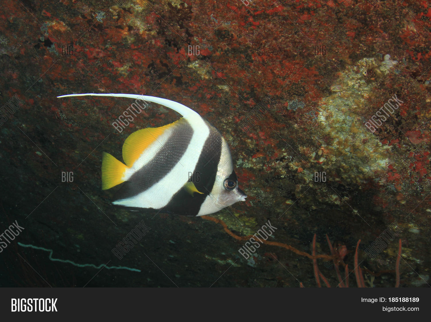 Bannerfish Fish 185188189 Image Stock Photo