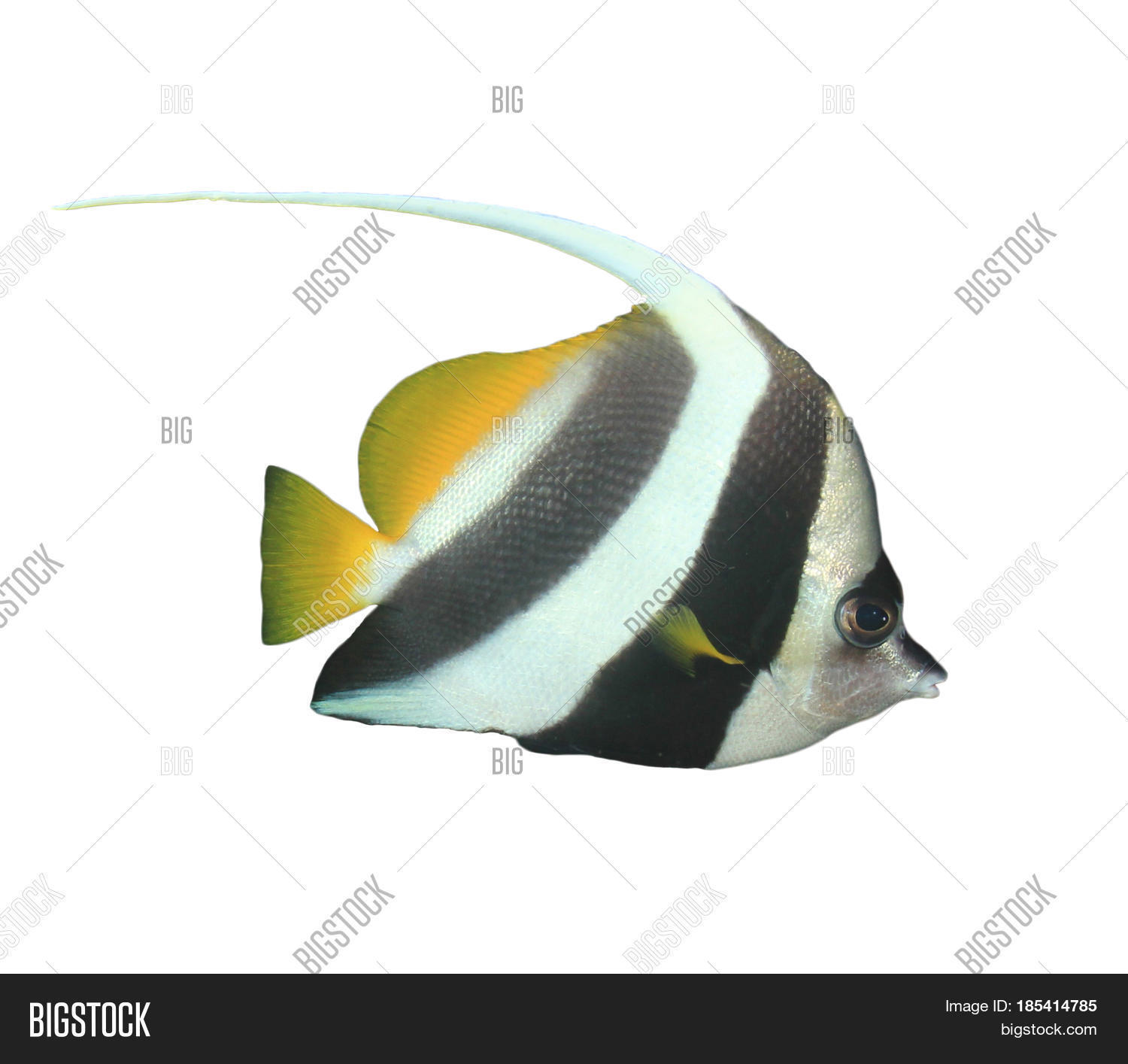 Longfin Bannerfish Fish Isolated On White Background