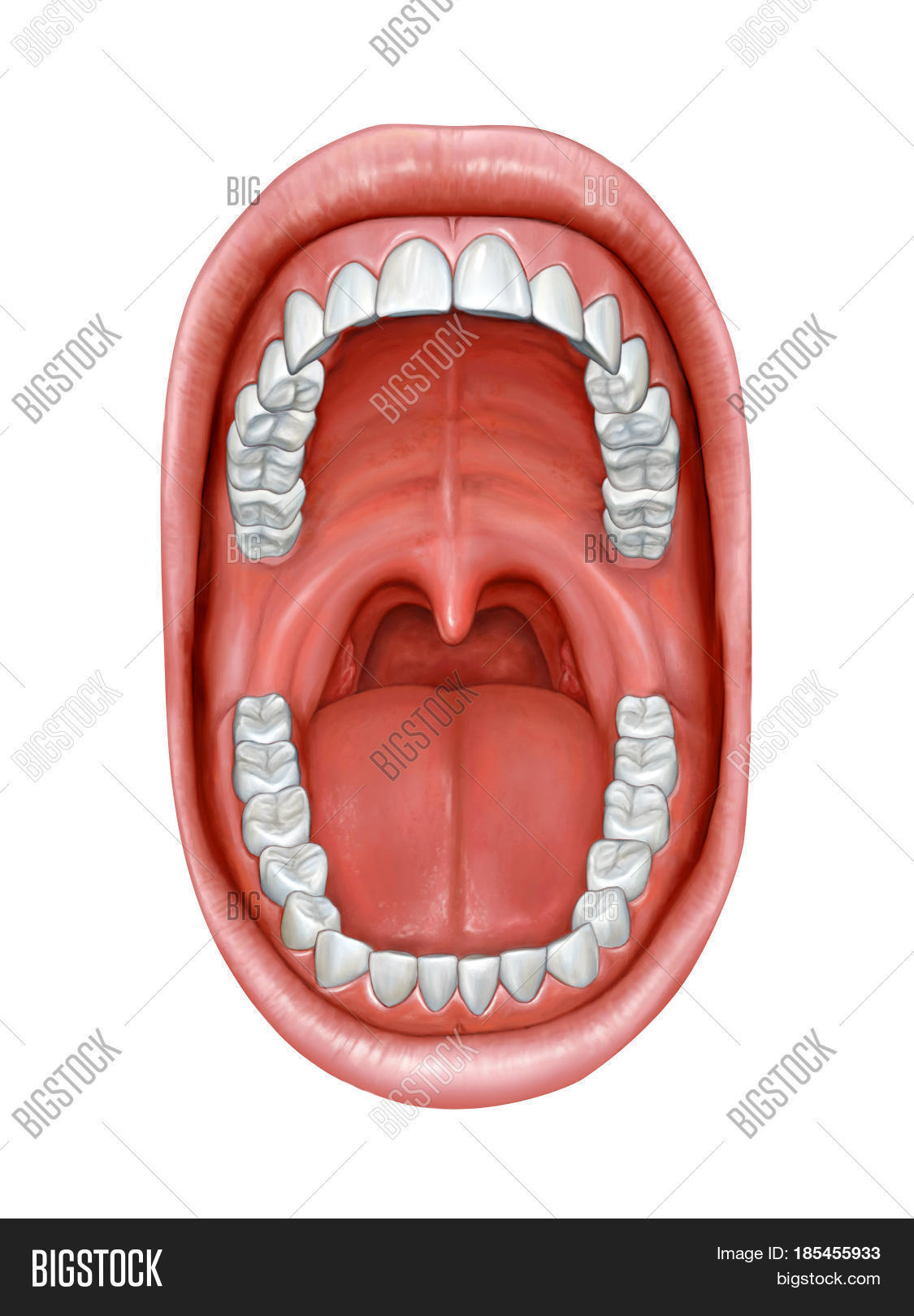 adult,anatomical,anatomy,buccal,canine,care,cavity,clinic,closeup,dentist,denture,detailed,diagram,ent,exam,frenum,gum,head,health,health-care,human,hygiene,illustration,incisor,jaw,labial,lip,medical,medicine,molar,mouth,mucosa,oral,oropharynx,palate,premolar,red,respiratory,stoma,throat,tissue,tongue,tonsil,tonsillitis,tooth,trigone,uvula,white