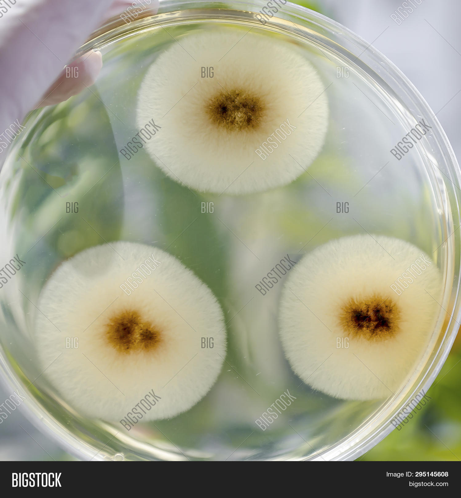 agar,air,allergy,aspergillus,asthma,background,bacteriology,black,brown,coccus,colony,different,environment,environmental,fungi,growth,indoor,medium,micro,microbe,microbiology,microorganism,microscope,microscopic,microworld,mold,morphology,nutrient,pathogen,pathogenic,plate,shape,smear,spherical,surface,terreus,tsa,white,world,yellow