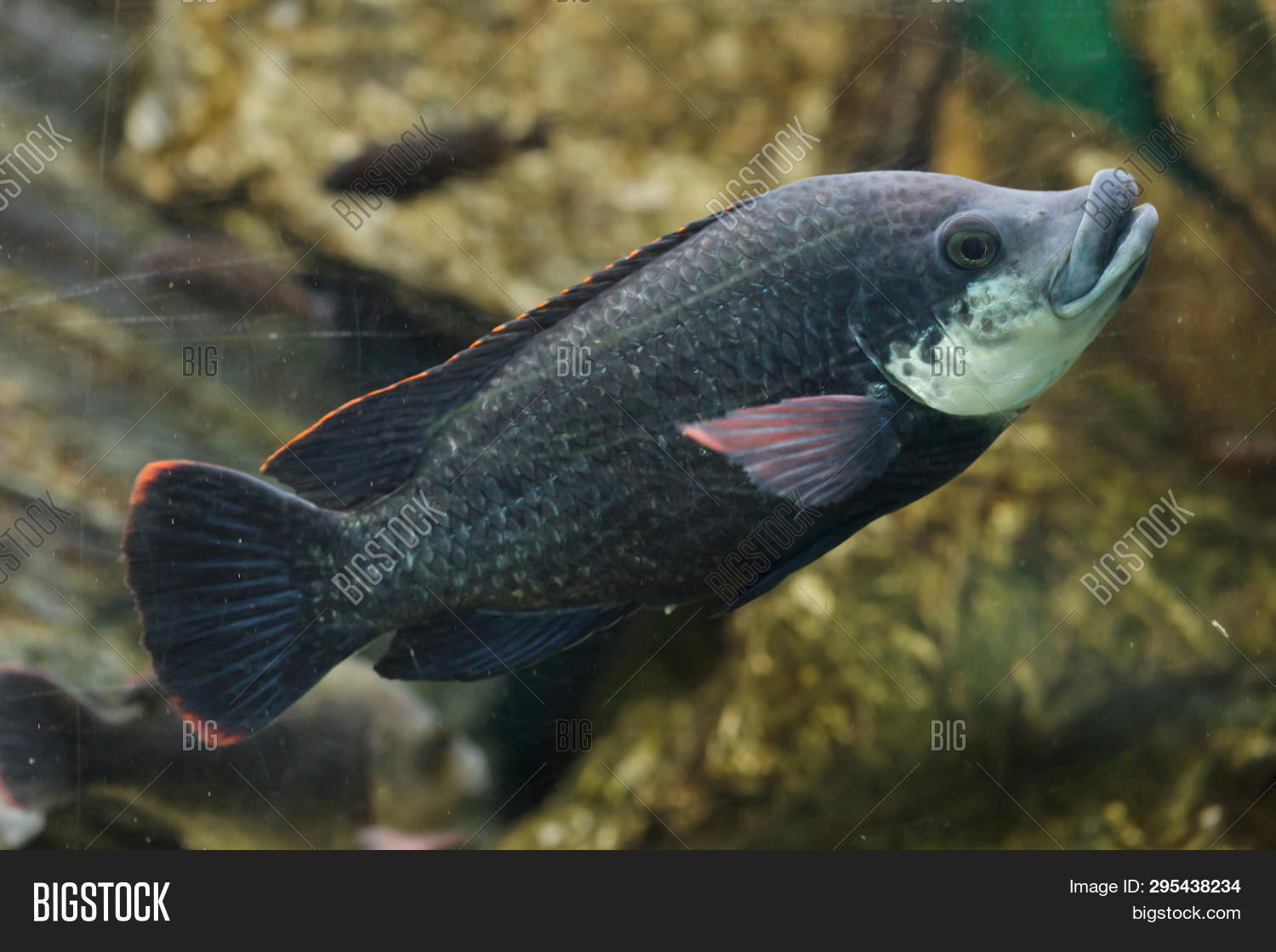 actinopterygii,africa,african,angola,angolan,angolan tilapia,animal,animals,aquarium,bengo,cichlid,cichlidae,cichlids,cichliformes,cuanza,endemic,fauna,fish,fresh water,fresh water fish,freshwater,freshwater fish,kwanza,lake,natural,nature,one,one animal,one fish,oreochromini,oreochromis,oreochromis angolensis,quanza,river,swim,tilapia,tilapiine cichlid,underwater,water,wild,wild animal,wild life,wildlife