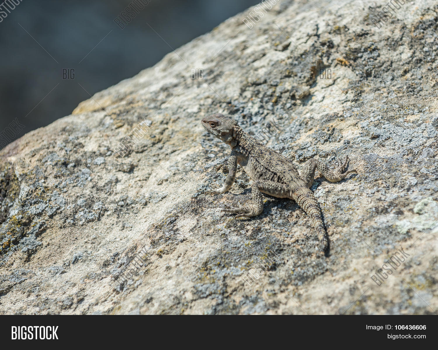 agama,agamid,animal,caucasia,caucasian,caucasus,cave,city,eastern,eurasia,europe,georgia,georgian,hewn,kartli,laudakia,lizard,paralaudakia,photography,region,reptile,rock,rock-hewn,shida,small,town,transcaucasia,travel,uplisciche,upliscyche,uplistsikhe