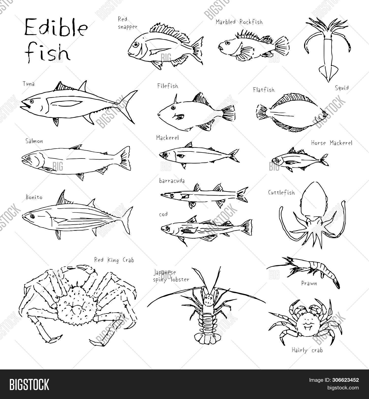 Japanese,and,background,black,bonito,cod,crab,cuttlefish,drawn,edible,filefish,fish,hand,horse,illustration,jack,king,lobster,mackerel,marbled,market,meat,multiple,of,prawn,red,rockfish,salmon,shellfish,shrimp,sketch,snapper,spiny,squid,tuna,type,vector,white