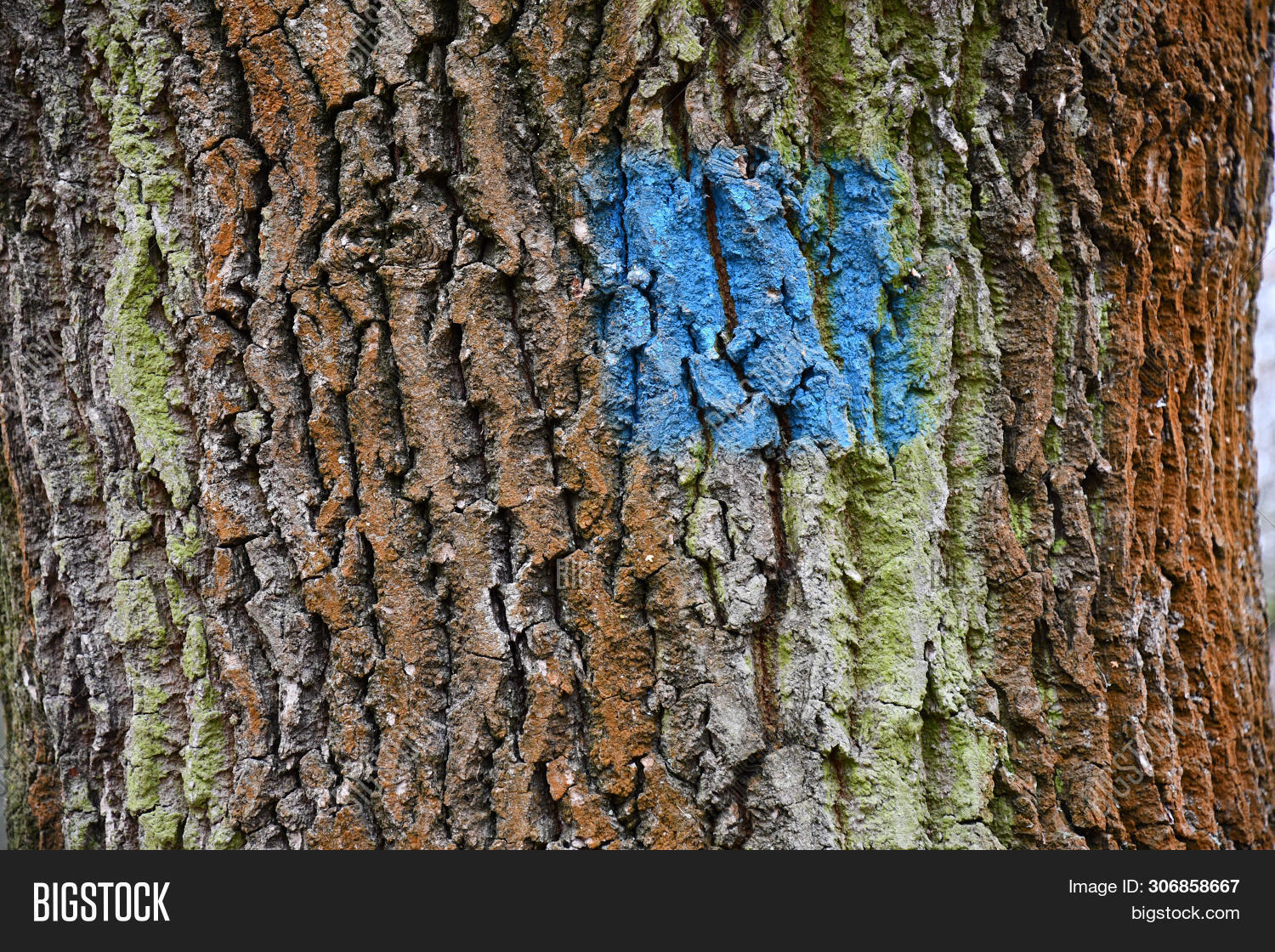 abstract,aged,backdrop,background,bark,branch,brown,closeup,cracked,cracks,damaged,detail,dirty,dry,environment,forest,gray,green,grunge,lumber,macro,moss,natural,nature,old,pattern,plant,rough,scratched,shape,skin,structure,surface,texture,textured,timber,tree,trunk,weathered,wood,wooden,wrinkled,wrinkles