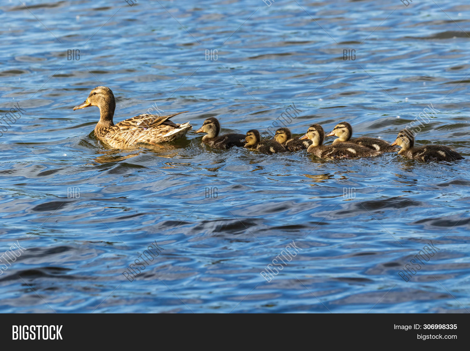 animal,babies,beak,birds,brood,brown,care,chicken,chicks,cute,dabbling,duck,ducklings,during,family,feather,female,fowl,grey,group,hatch,lake,litter,little,mallard,mom,mother,nature,nest,newborn,nursing,ornithology,outdoor,palmiped,parent,pond,river,spring,summer,swim,swimming,water,wild,wilderness,wildlife,yellow,young,zoology