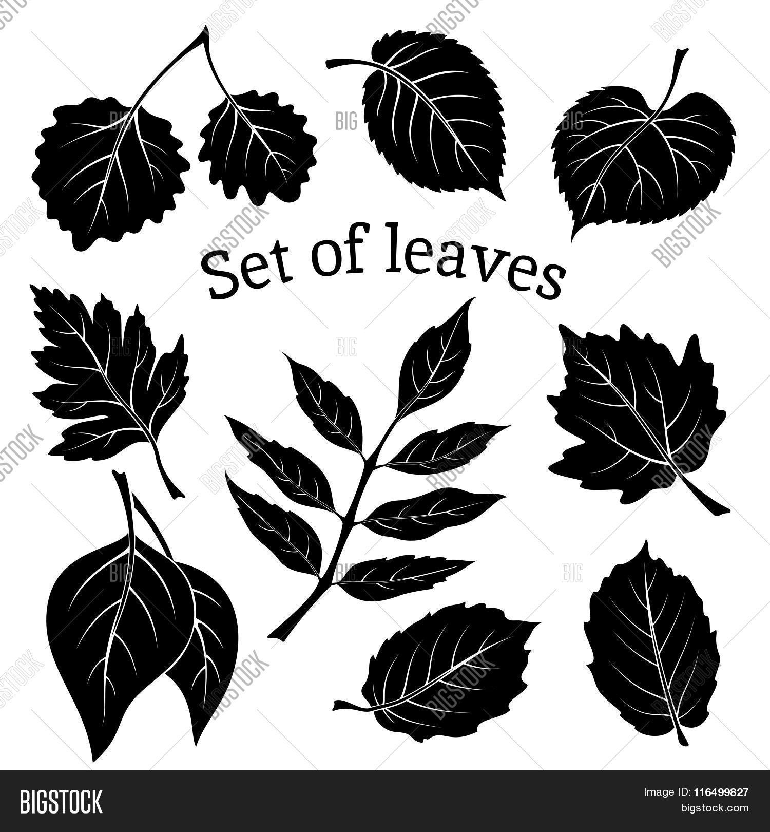 alba,ash-tree,aspen,autumn,background,black,black-and-white,botany,contour,cutout,drawing,eco,ecology,elm,environment,figure,flora,floral,foliage,forest,graphic,growth,hawthorn,hazel,icon,isolated,karagach,leaf,linden,monochrome,natural,nature,organic,outline,picto,pictogram,plant,poplar,populus,season,set,sign,silhouette,silver,sketch,summer,symbol,tree,vector,vein,white,wood