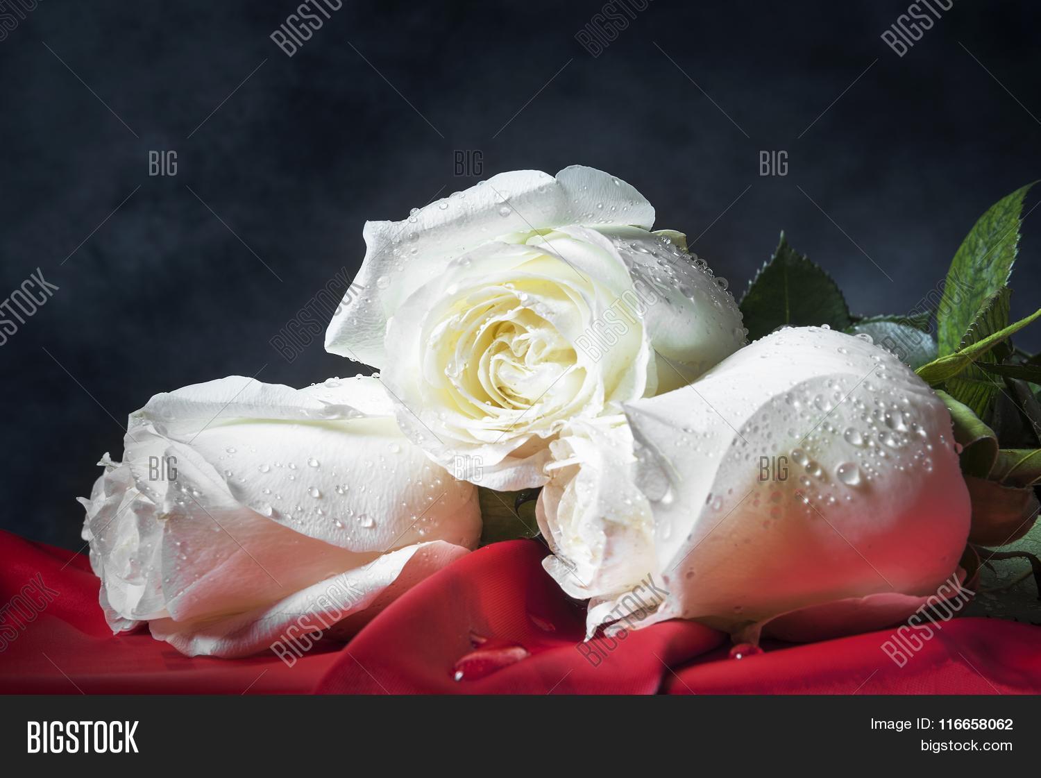admiration,anniversary,background,beautiful,beauty,black,blooming,blossom,blossoming,botanic,botany,bouquet,bright,bud,card,celebration,close-up,closeup,color,dating,dew,drop,droplet,flora,floral,flowers,freshness,gift,green,honeymoon,idyllic,leaf,love,may,nature,objects,purity,romance,rose,sensuality,shadow,softness,spring,tender,tenderness,valentine,water,waterdrops,wet,white