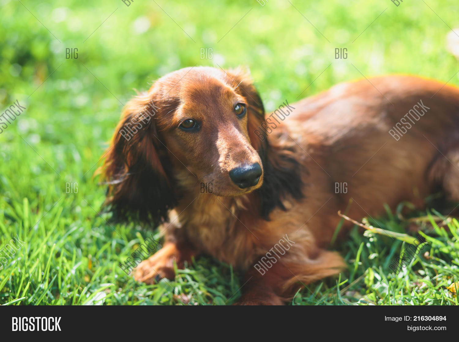 Beautiful Red Long Haired Dachshund Portrait Summer Picture Of