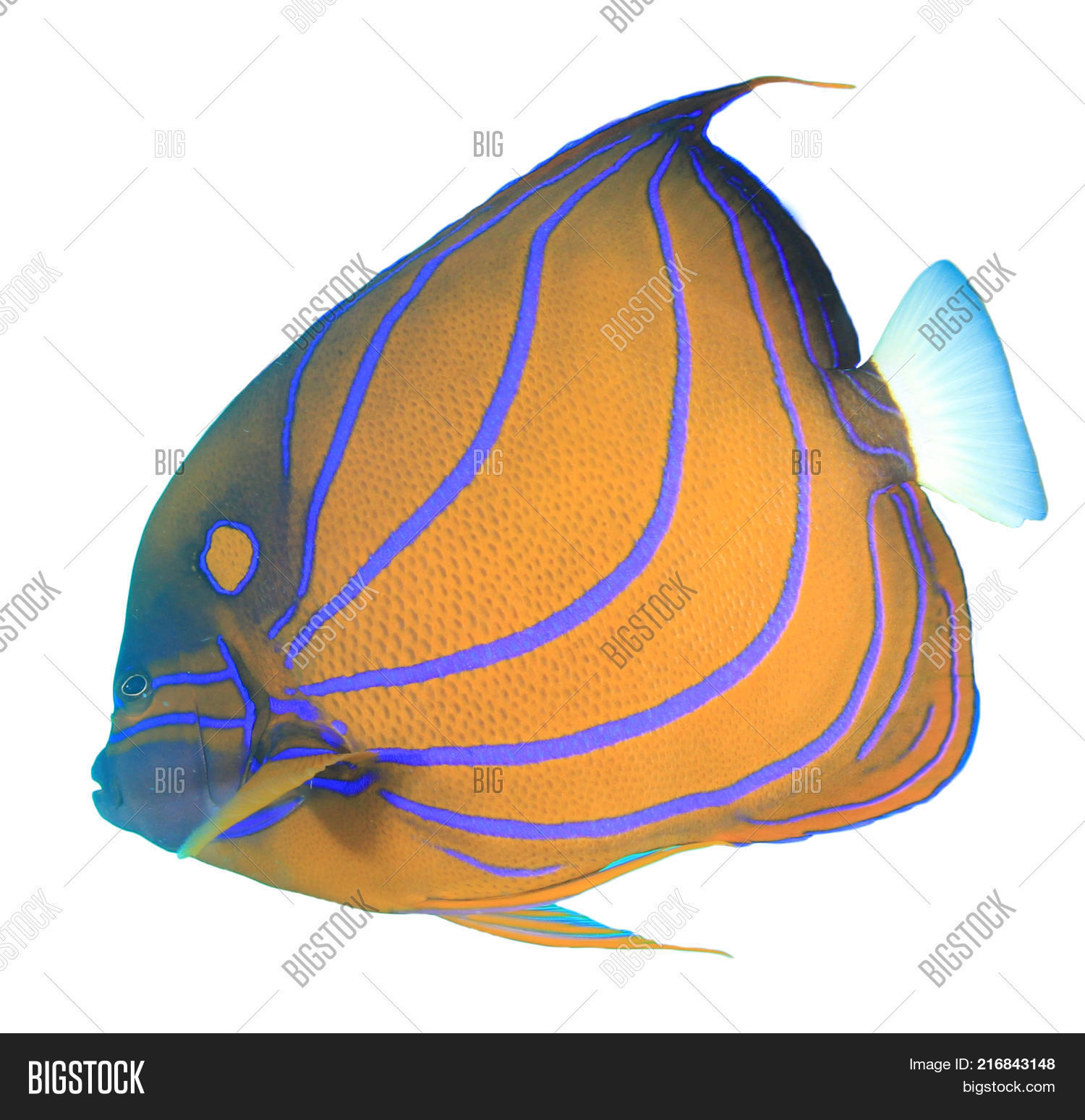 bluering angelfish fish isolated