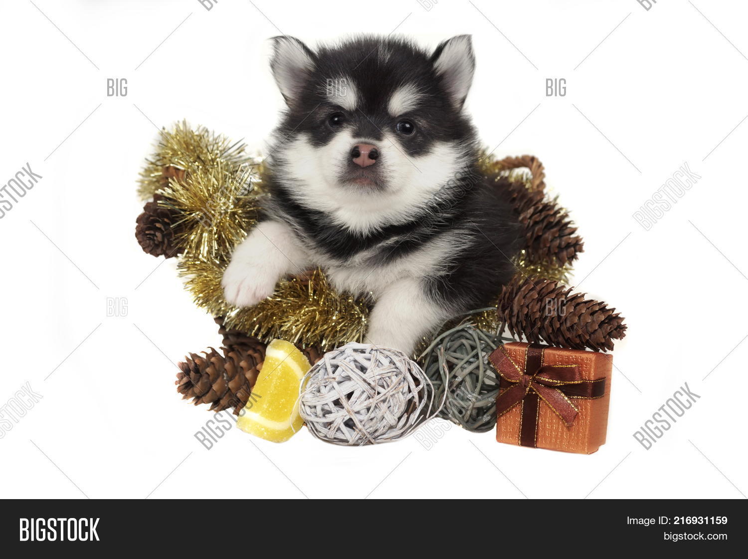 2018,affections,animal,background,basket,beautiful,box,calendar,christmas,closeup,companion,crossbreeding,cute,decorations,designer,dog,doggy,emotion,face,feeling,funny,gift,hound,husky,isolated,little,muzzle,new,newborn,nice,nursling,pet,play,pomsky,pretty,puppy,sadness,seat,sense,small,spitz,studio,surprise,sweets,symbol,tender,toy,white,year,yellow