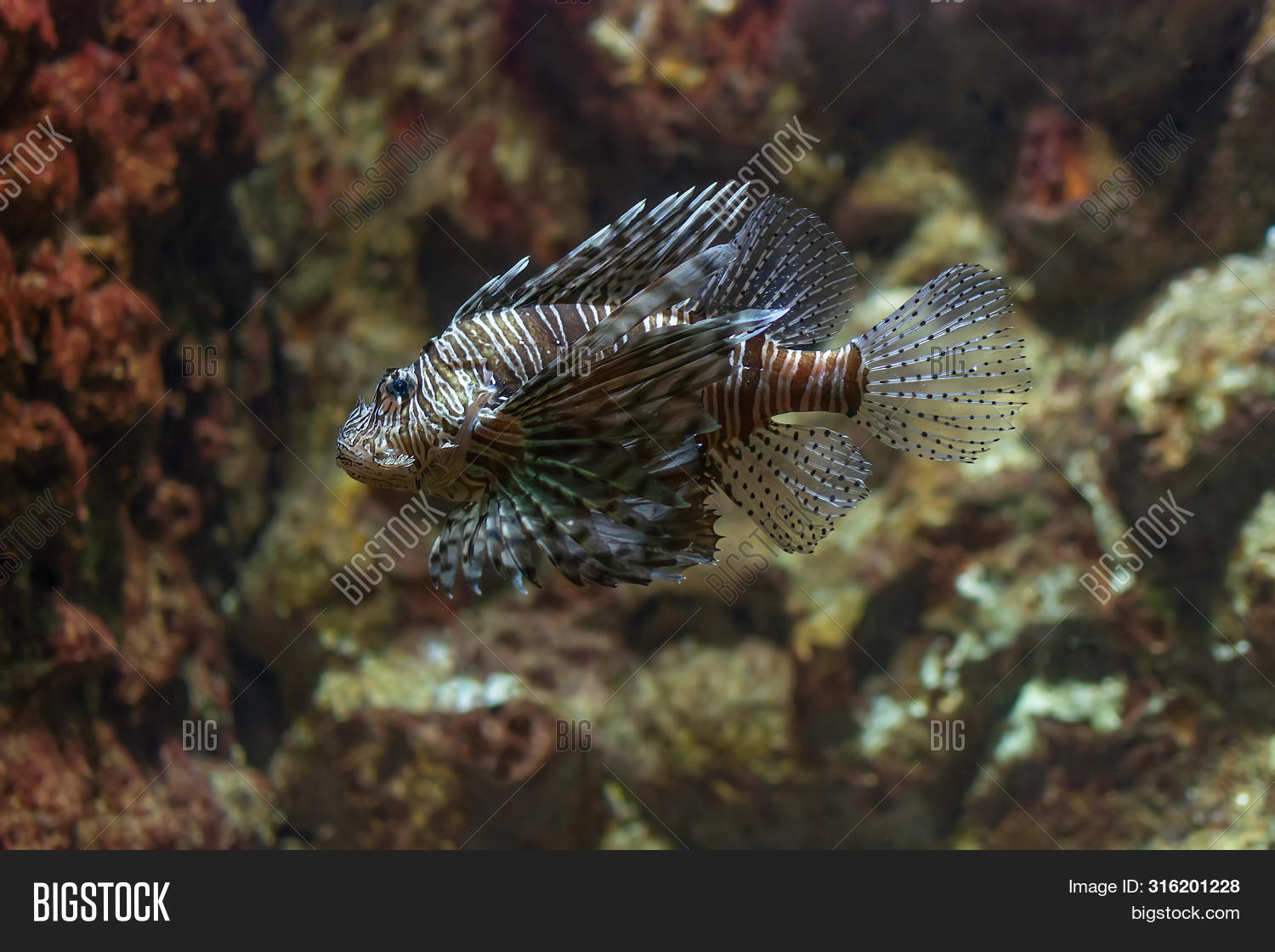 animal,aquarium,aquatic,background,beautiful,beauty,blue,bright,camouflage,caribbean,color,colorful,coral,dangerous,exotic,fin,fish,life,lion,lionfish,marine,natural,nature,ocean,pet,predator,pterois,red,reef,saltwater,scale,scorpaenidae,sea,spike,spines,striped,swim,swimming,tail,toxic,tropical,underwater,volitans,wild,wildlife,zoo