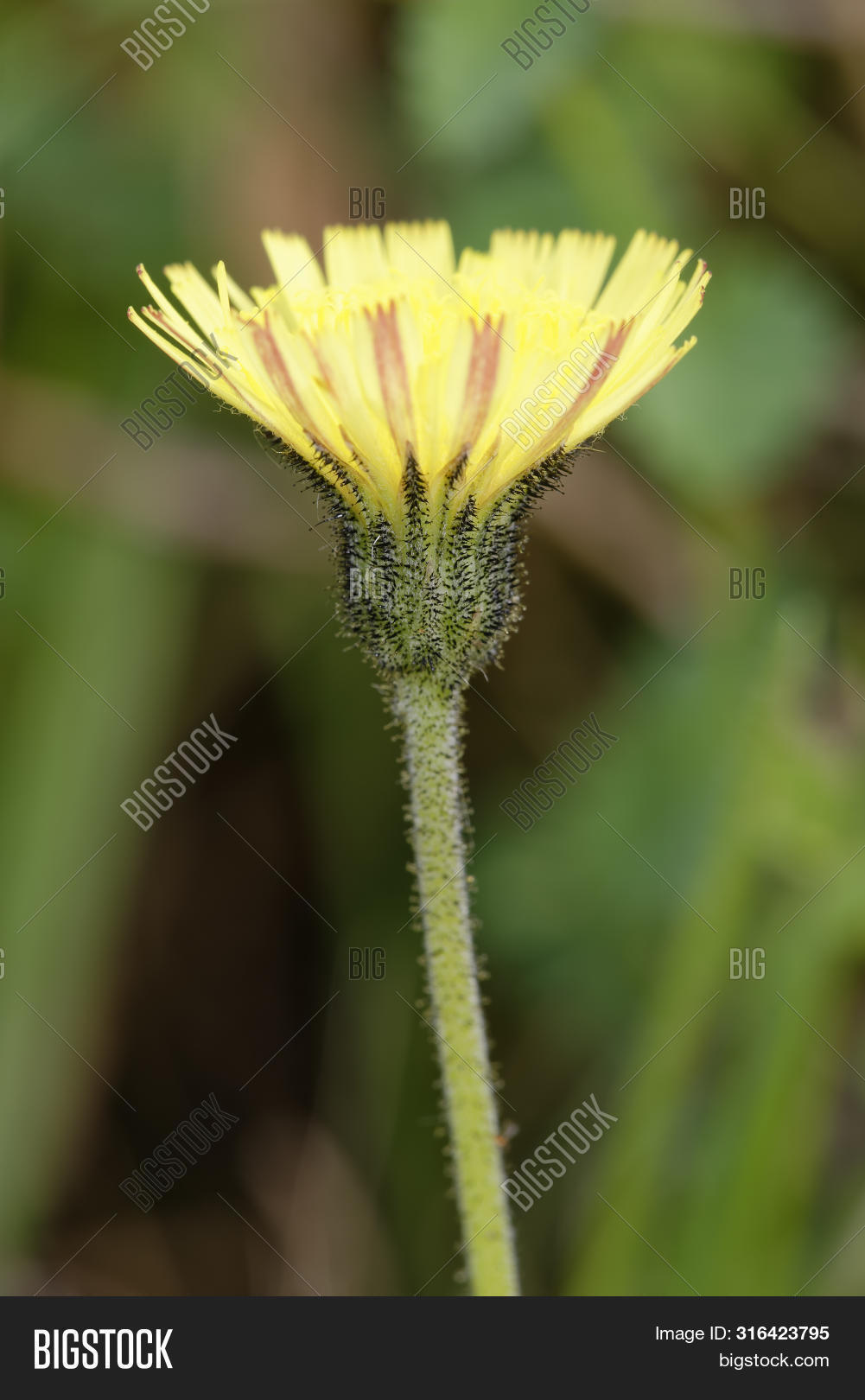 1,Asteraceae,Black,Bracts,Britain,British,Calcareous,Compositae,Composite,Cotswold,Ear,England,Flora,Flower,Glandular,Gloucestershire,Grassland,Hairs,Hairy,Hawkweed,Mouse,Mouse-ear,Nature,One,Petals,Pilosella,Plant,Portrait,Summer,UK,Vertical,Weed,Wild,Wildflower,Yellow,officinarum