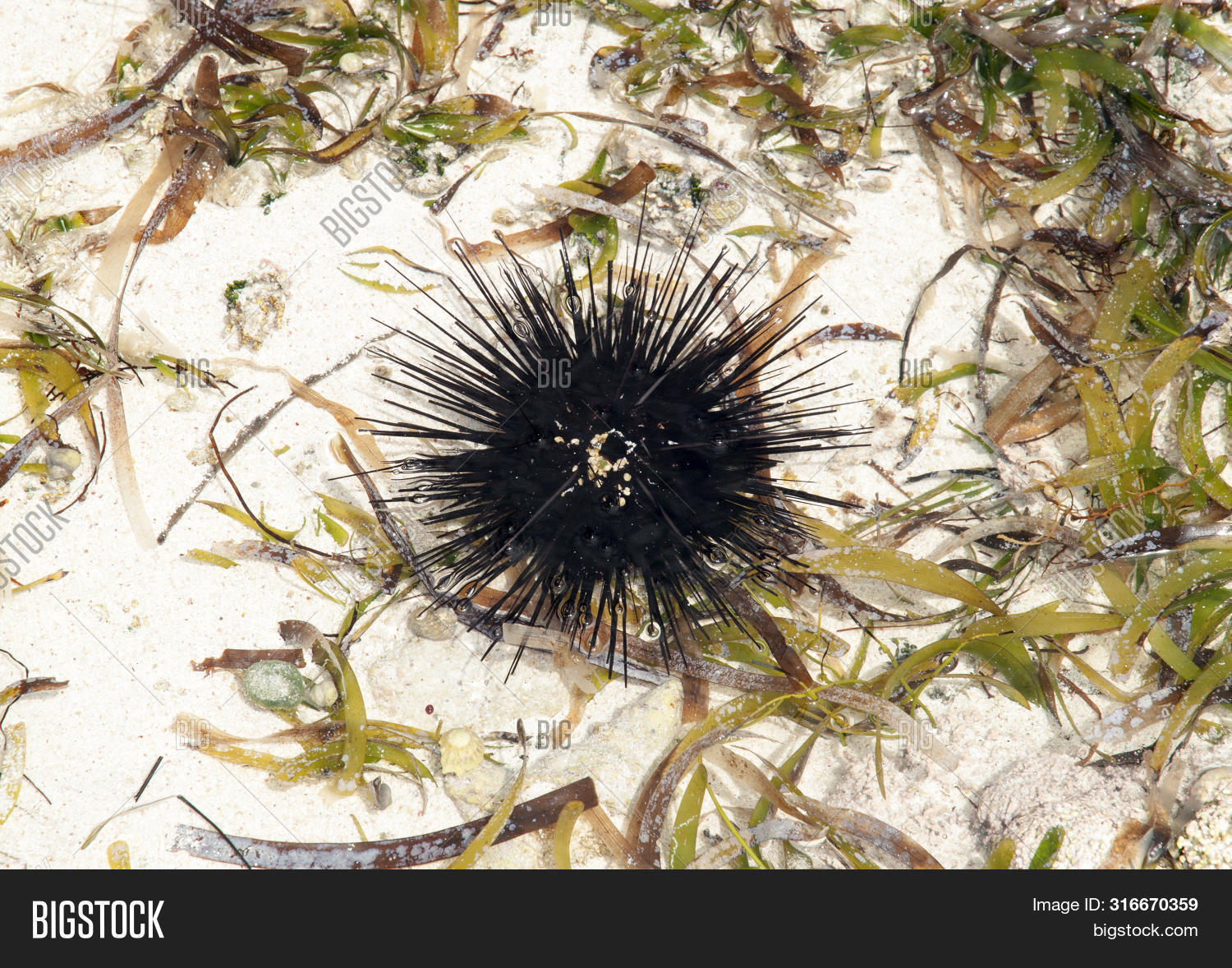 Caribbean,Grand,Turk,animal,defense,marine,nature,ocean,plant,sea,shallow,sharp,transparent,tropical,urchin,water,wildlife