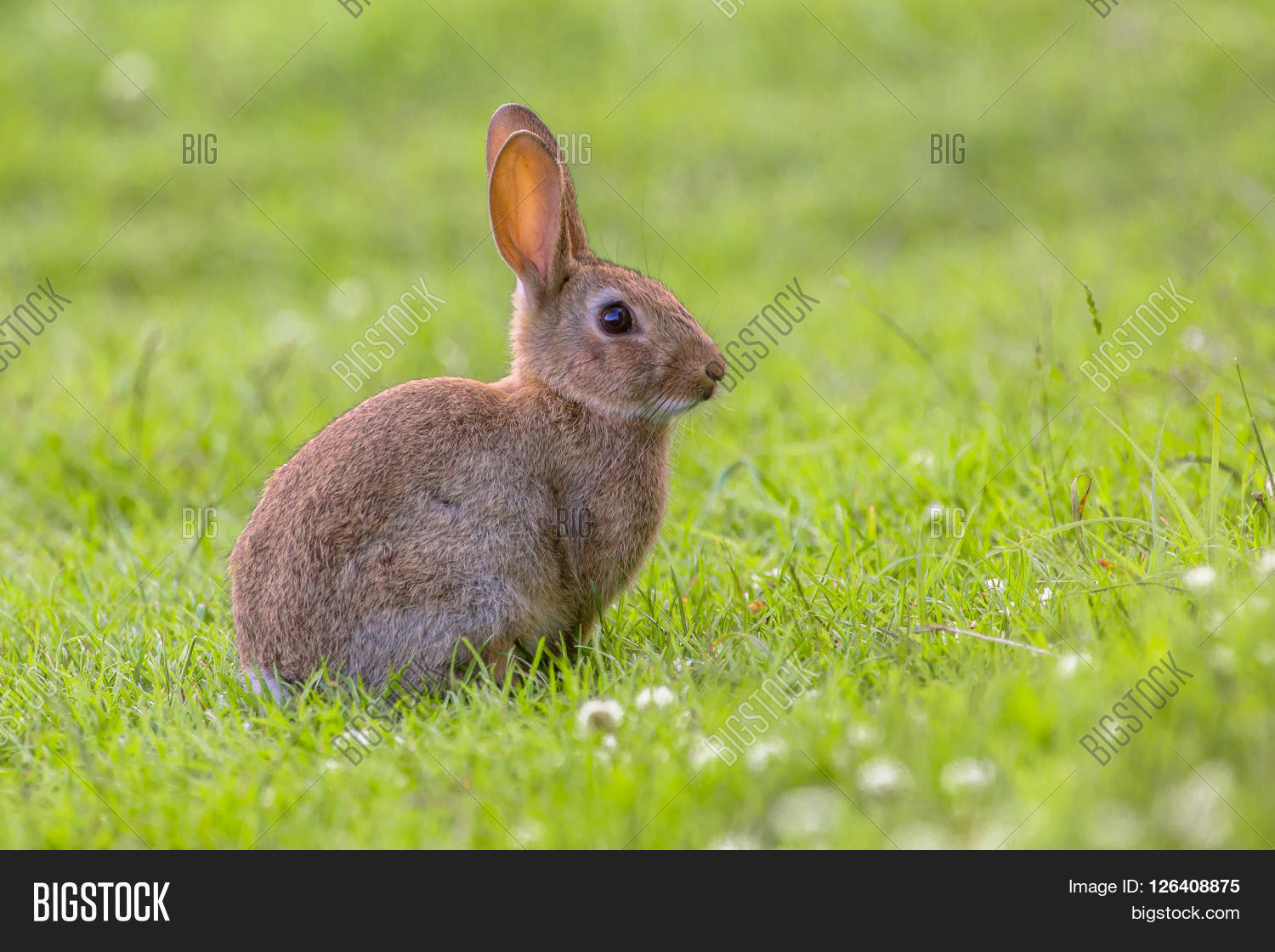 africa,algeria,animal,australia,austria,autumn,britain,british,bunny,close,common,cuddly,cuniculus,denmark,easter,europe,european,fauna,ferral,field,forest,france,garden,germany,grass,history,lawn,leporidae,mammal,morocco,natural,nature,netherlands,oryctolagus,park,pest,pikas,poland,rabbit,rodent,single,spain,sweden,switserland,uk,wild,wildlife,wood,young