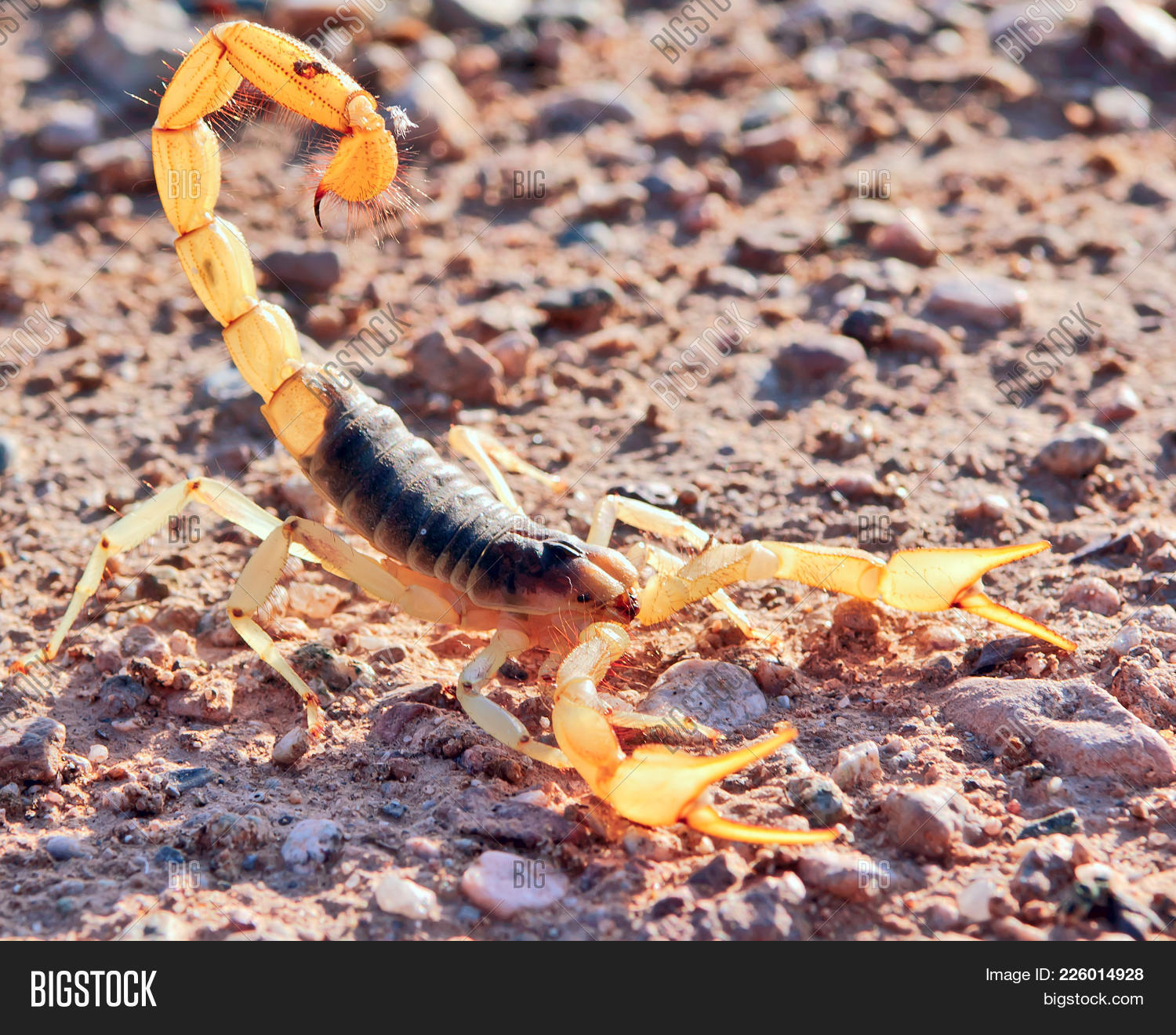 Arizona,angry,animal,arachnid,big,dangerous,defensive,desert,giant,hairy,huge,large,native,poisonous,scorpion