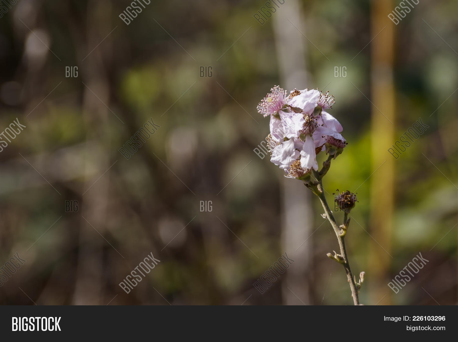Pink Blackberry Flowers On A Stalk Close Up On A Green Blurred
