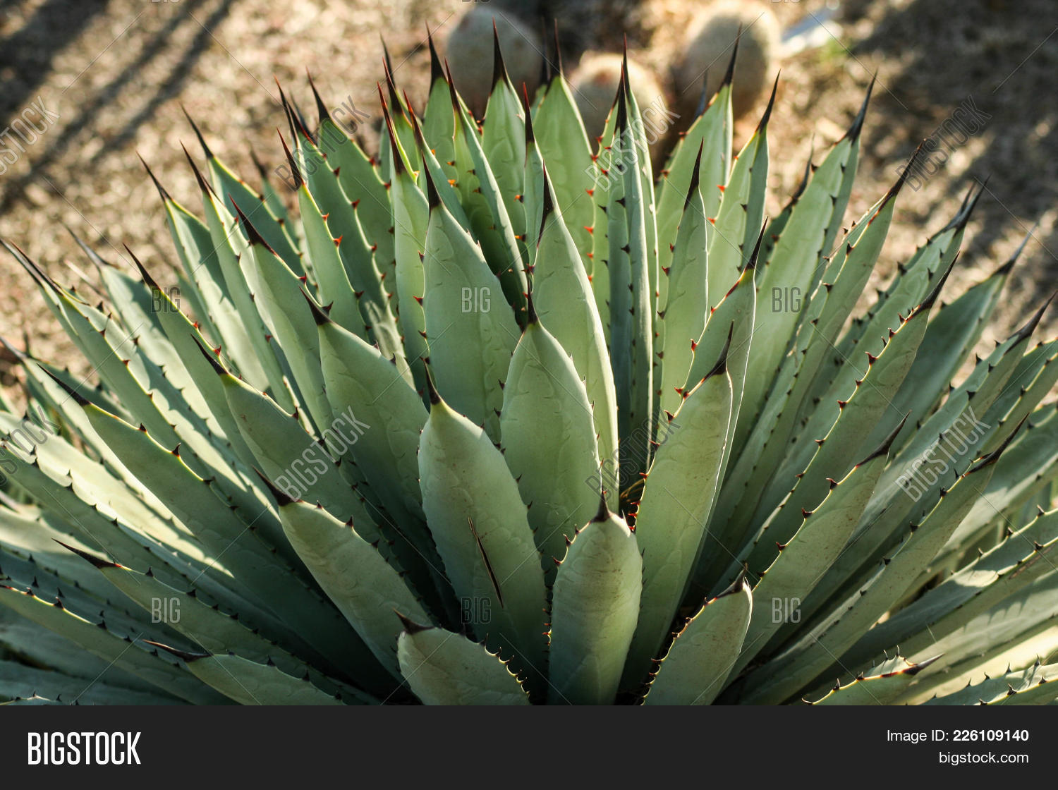 barbs,cactus,desert,green,nature,plant,pointy,succulent,thorns,yucca