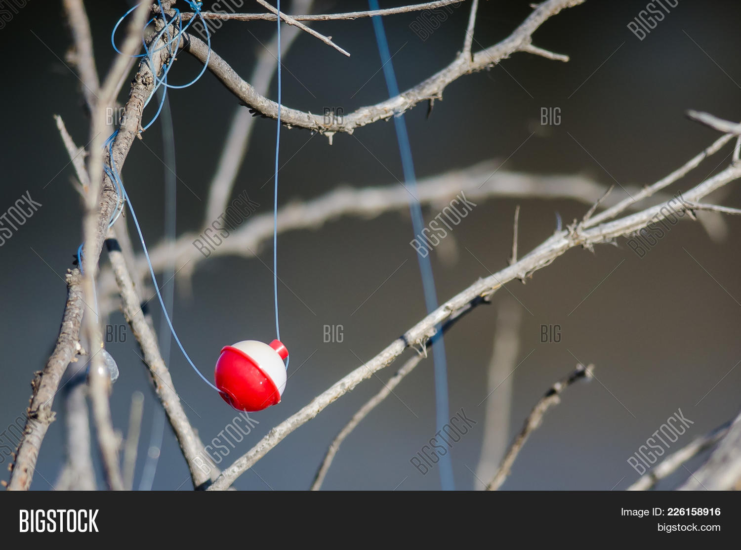 Angling,Blue,Bobber,Branches,Bush,Dangle,Entangled,Fishing,Float,Frustration,Hanging,Knotted,Line,Plastic,Red,Snagged,Snarled,Sport,Tangled,Tree,White