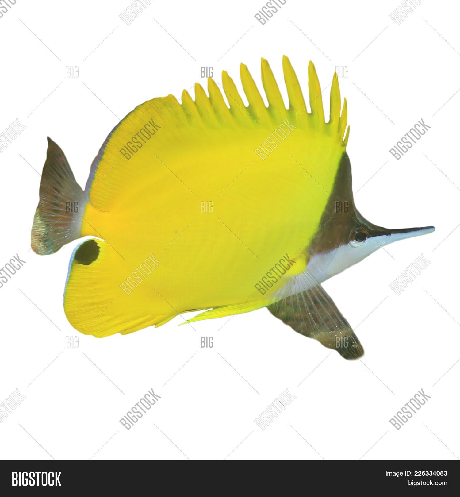 Longnose Butterflyfish Fish Isolated On White Background