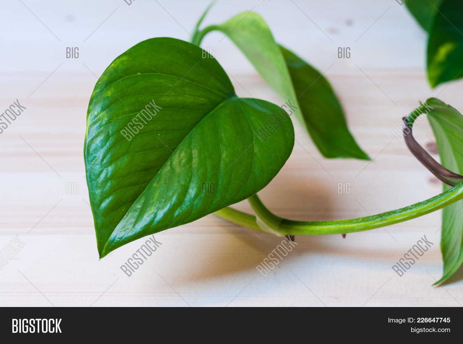 Epipremnum,araceae,aureum,care,decorative,evergreen,foliage,golden,green,houseplant,leaf,money,plant,pothos,scindapsus,vibrant,vine,young