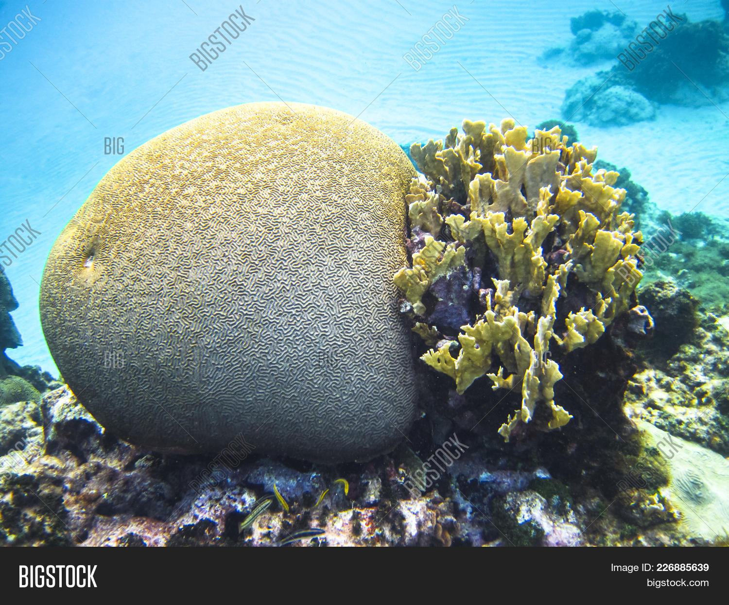 Merulinidae Different Types Of Coral, Including Brain Coral (family Mussidae Or ...