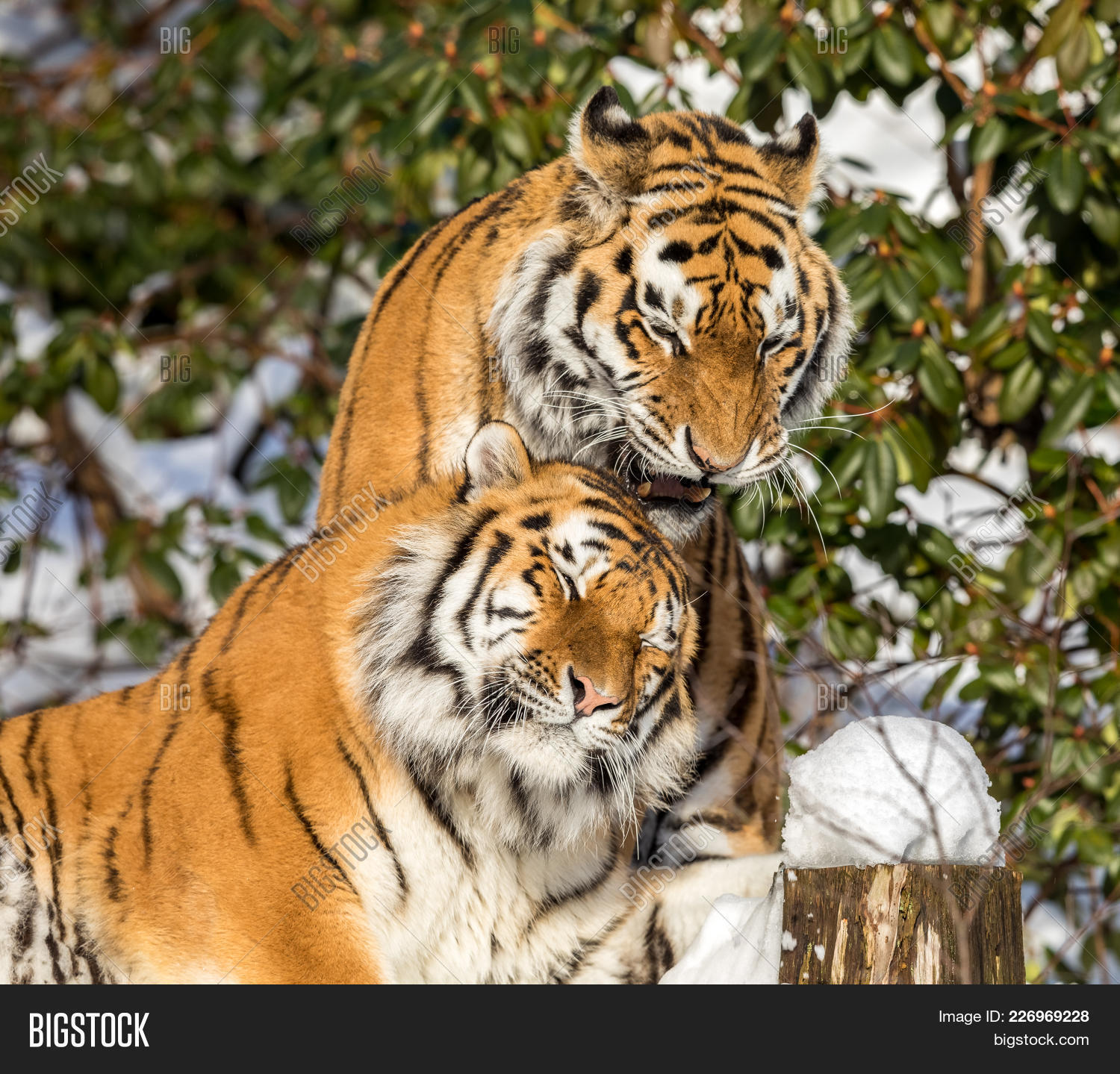 Panthera,affection,altaica,amurtiger,animal,appreciation,big,bigcat,carnivore,cat,coat,couple,crush,cuddling,dangerous,day,devotion,emotions,endangered,feline,female,friends,friendship,fur,hunter,killer,love,lovers,lust,male,mammal,nature,outdoors,pair,passion,power,powerful,respect,resting,rhododendron,siberian,snow,tenderness,tiger,tigris,together,two,valentines,wildlife,winter