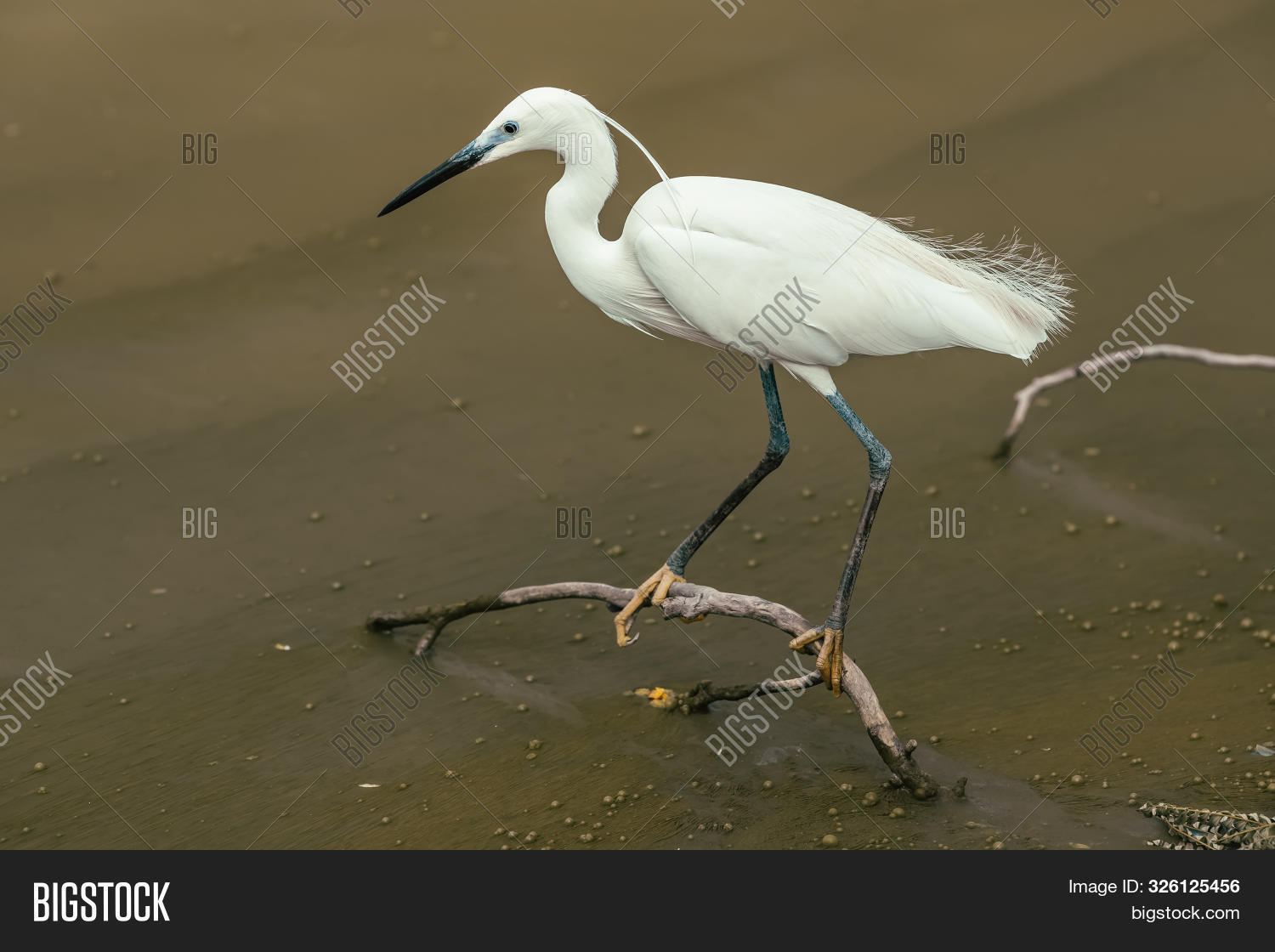 adult,animal,animals,aquatic,ardeidae,avian,background,beak,beautiful,beauty,bird,birds,birdwatching,cocoi,common,egret,fauna,feather,feathers,fishing,great,green,grey,heron,lake,large,natural,nature,neck,ornithology,outdoor,peak,pond,portrait,river,south,standing,swamp,tail,thai,thailand,tropical,wader,wading,water,wetland,white,wild,wildlife,wings