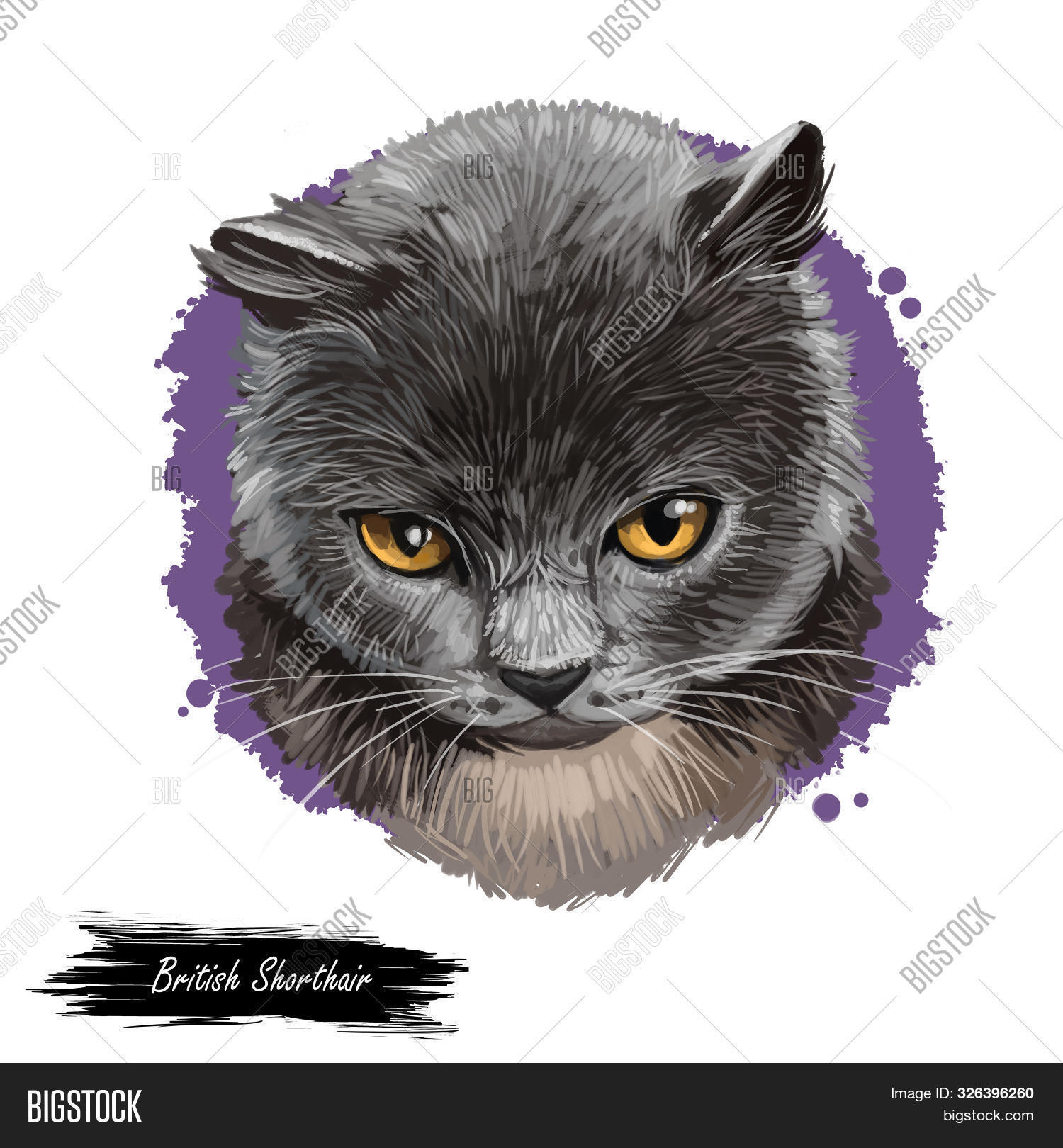 British Shorthair Cat Isolated On White Background. Digital Art ...