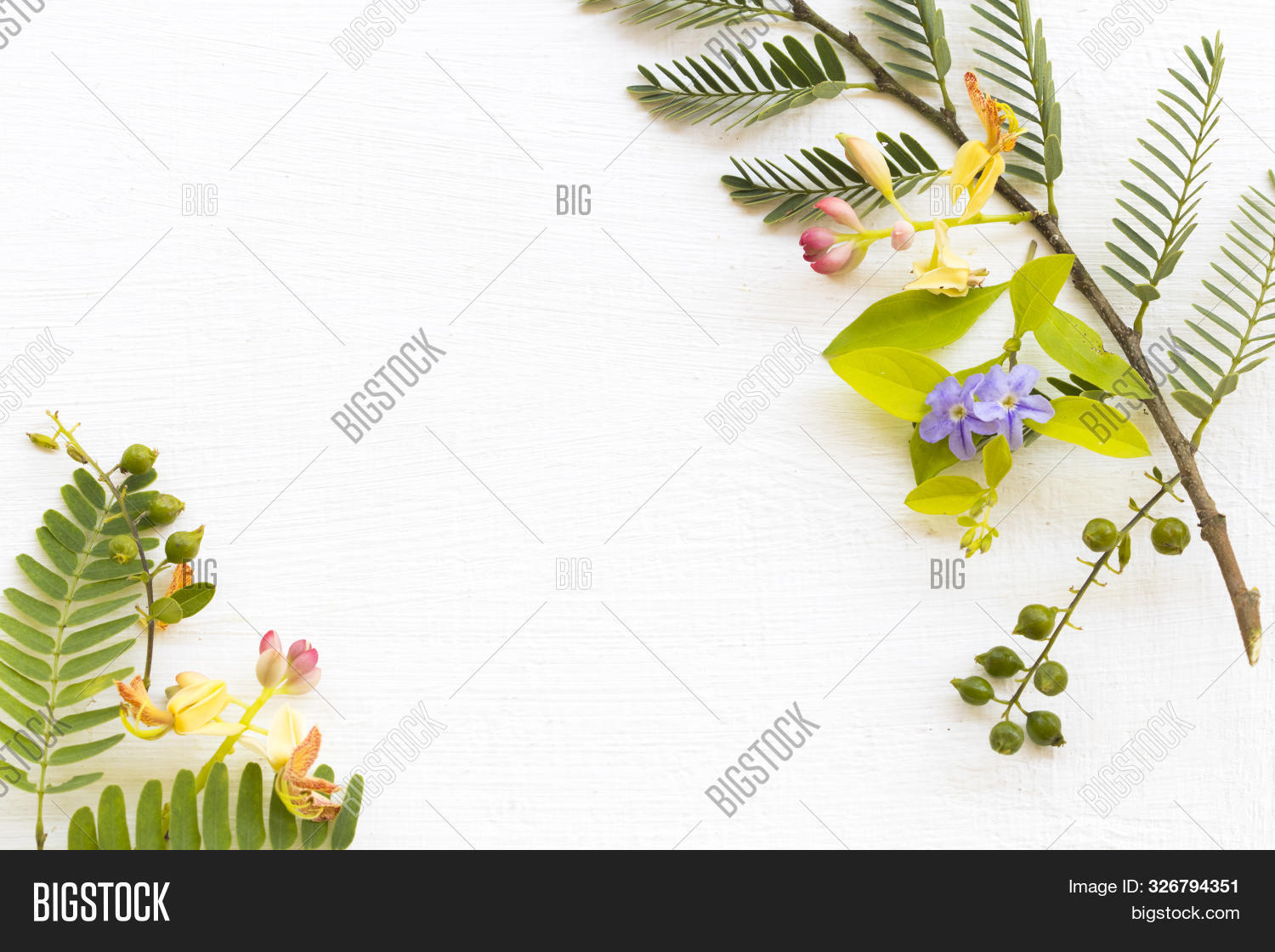 aroma,arranged,arrangement,asia,background,bloom,blossom,card,closeup,colorful,concept,creation,decoration,design,flat,flora,floral,flower,frame,fresh,green,herb,herbal,isolated,lay,leaf,leaves,local,macro,natural,nature,object,orange,pattern,petal,plants,postcard,spring,stalk,style,summer,tamarind,text,texture,textured,white,wood,wooden,yellow