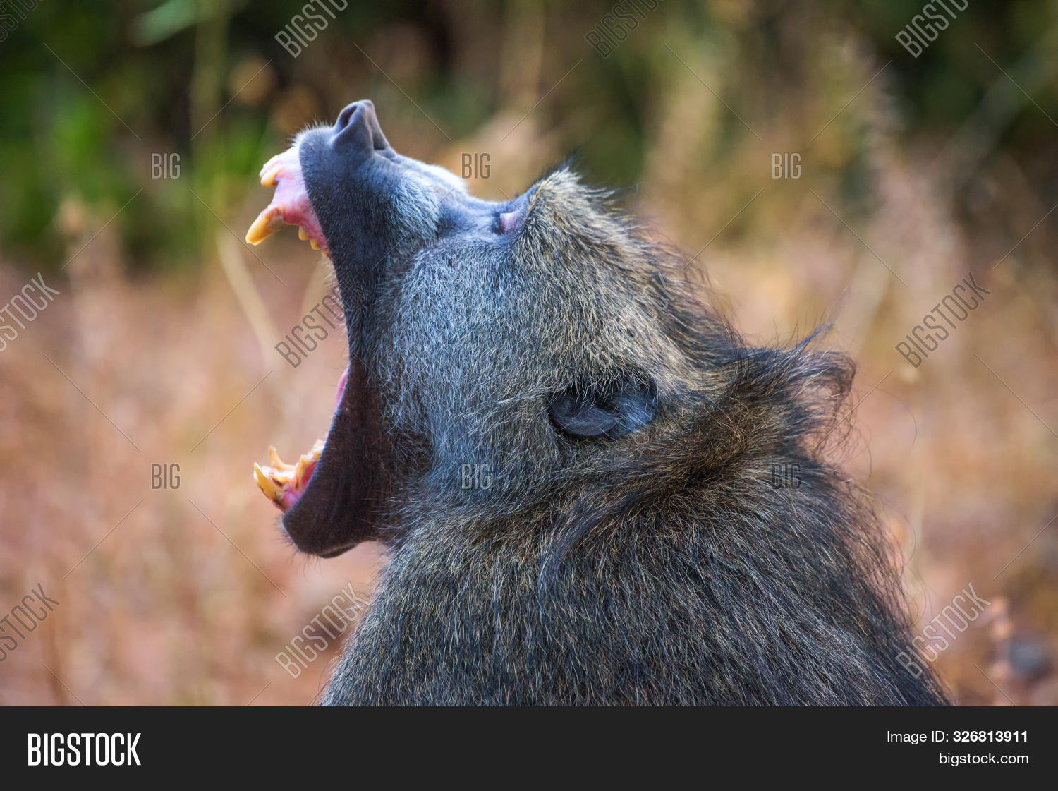africa,african,aggressive,animal,ape,baboon,background,black,botswana,brown,chacma,chobe,close,closeup,dangerous,environment,face,fur,hair,head,isolated,jungle,loud,monkey,mouth,nature,open,opening,outdoors,papio,park,portrait,primate,profile,safari,scream,teeth,travel,tropical,wild,wildlife,yawn,yawning,zimbabwe