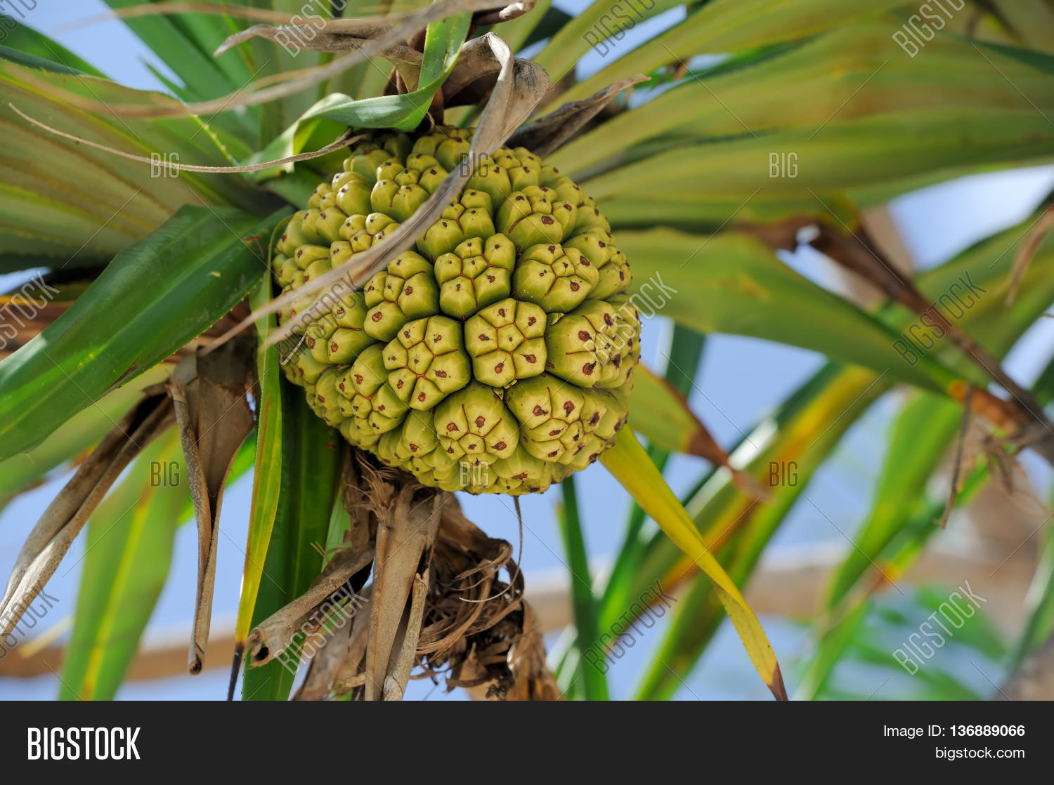 plant,green,seed,nature,red,natural,tree,fruit,bacua,hala,pandanaceae,pandanus,group,vacquois,odoratissimus,perennials,ornamental,tectorius,diuretic,organic,healthy,orange,thailand,mangroves,freshness,sea,pattern,beach,herbs,fever,vibrant,root,screw,pine,medicinal,nobody,leaves,multiple,close,background,bright,color,tropical,angiosperm,local,baskets,used,plantae,gonorrhea,monocots