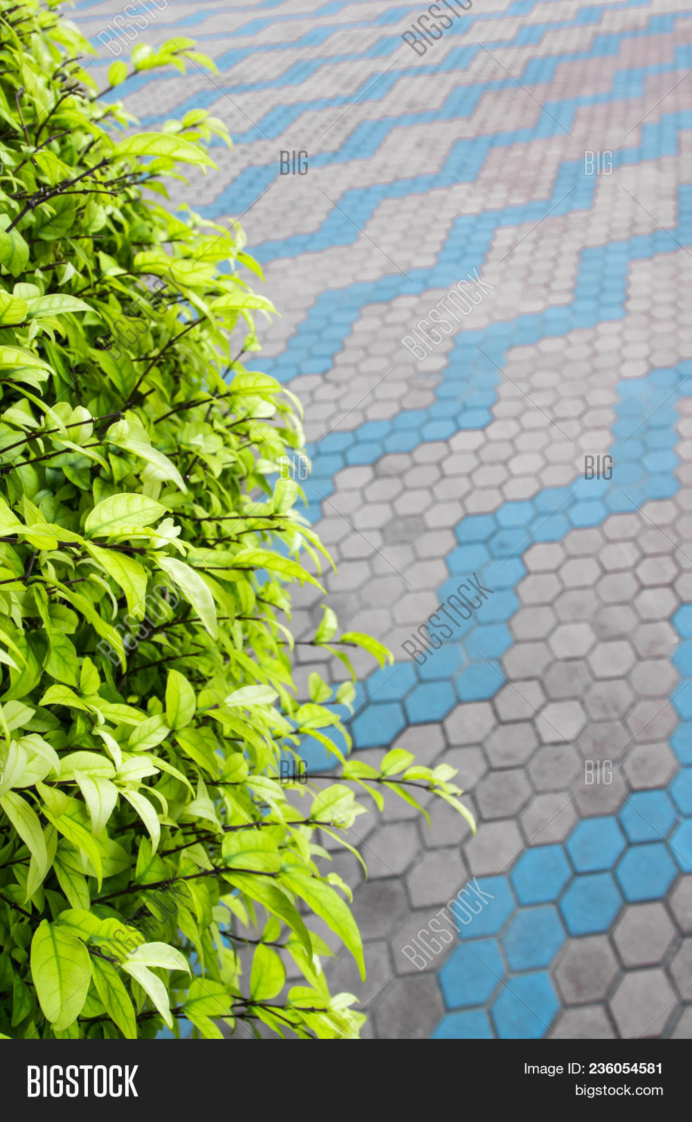 Small Leaves Of Ornamental Tree And The Concrete Blocks