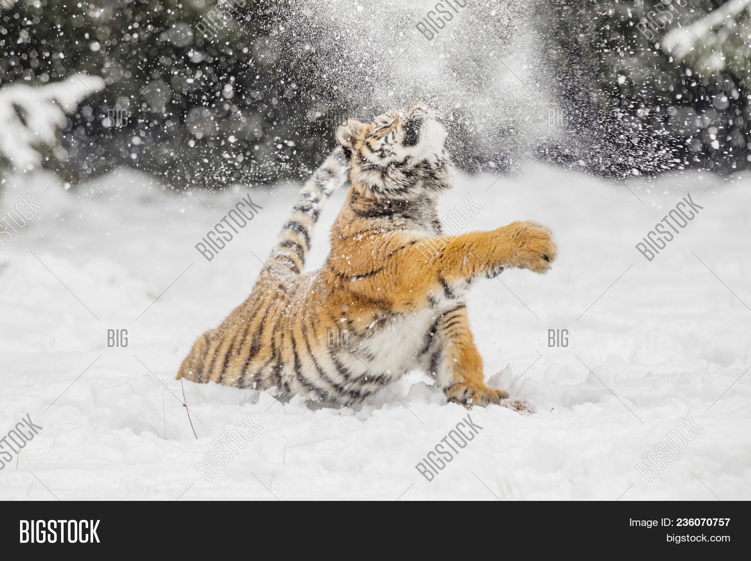 action,aggressive,altaica,amur,anger,angry,animal,beautiful,beauty,big,cat,closeup,cold,danger,endangered,expression,face,head,hunter,mammal,nature,panthera,portrait,predator,prey,running,russia,siberia,siberian,snow,striped,stripes,tajga,teeth,tiger,tigress,tigris,white,wild,wildlife,winter