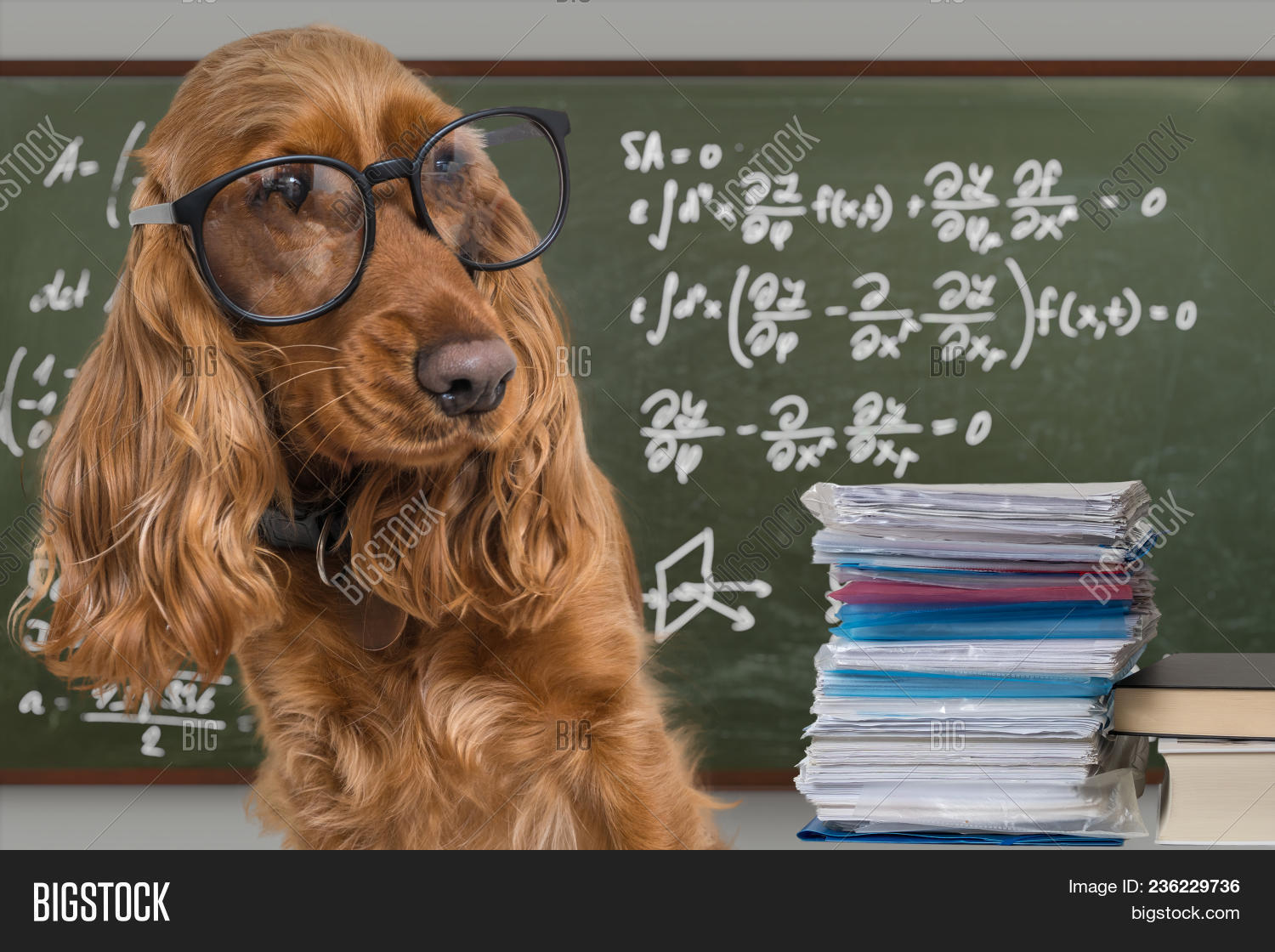 academic,animal,blackboard,chalkboard,clever,cocker,comic,crazy,dog,education,equations,funny,genial,genius,glasses,humor,humorous,ingenious,intelligent,joke,learn,learning,math,nerd,pet,physics,professor,school,smart,spaniel,student,study,studying,teacher,teaching,wear,wearing