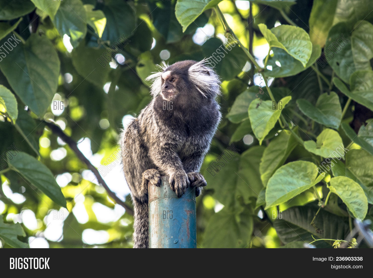 Small Monkey Popularly Known As White Tailed Sagittarius