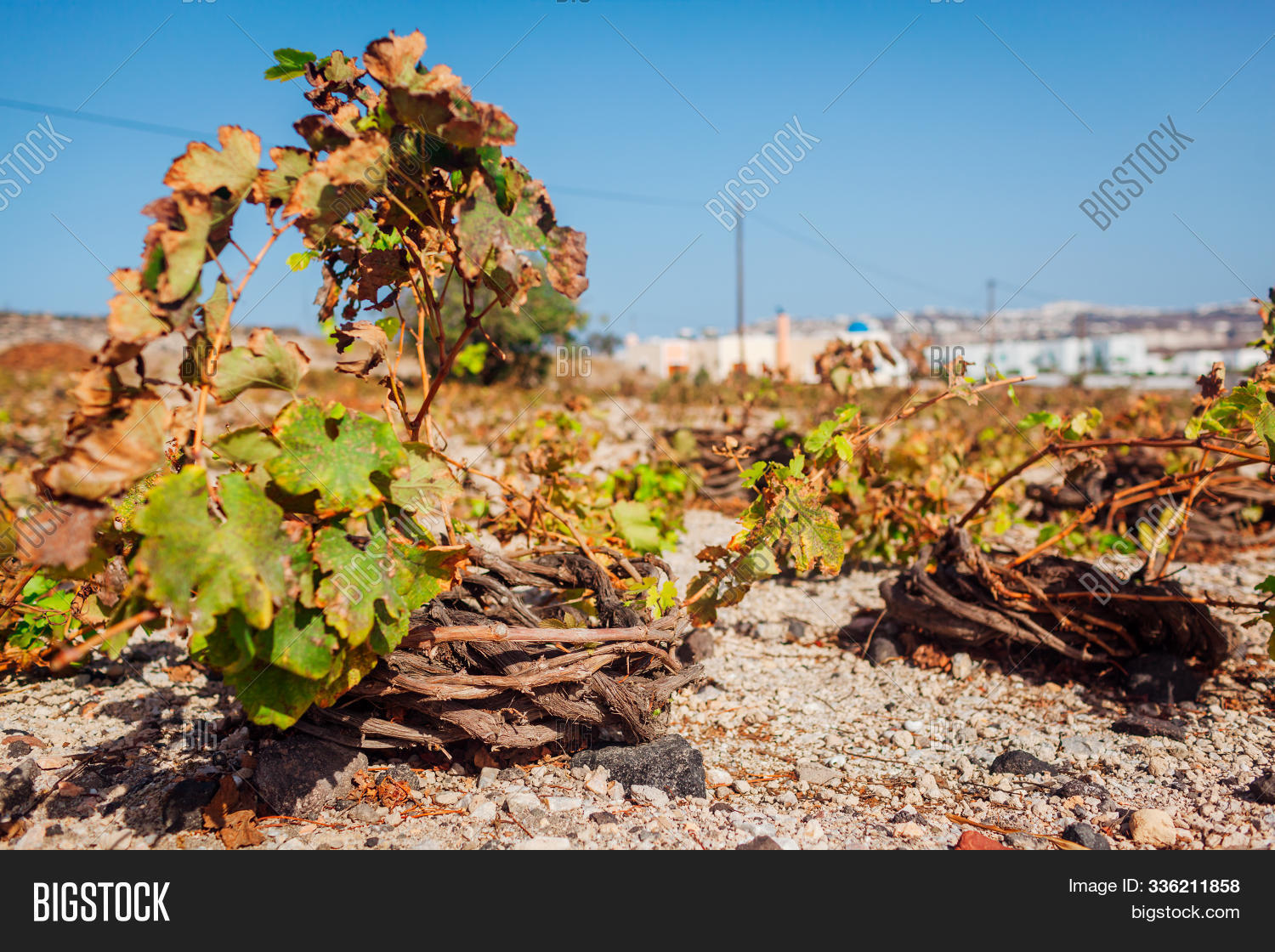 Santorini Grapes In Field Autumn Vine Twisted In Basket Protected From Wind Agriculture On Volcano Image Stock Photo 336211858 In santorini, the vines are pruned into a low circular basket allowing the leaves to grow around the. field autumn vine twisted