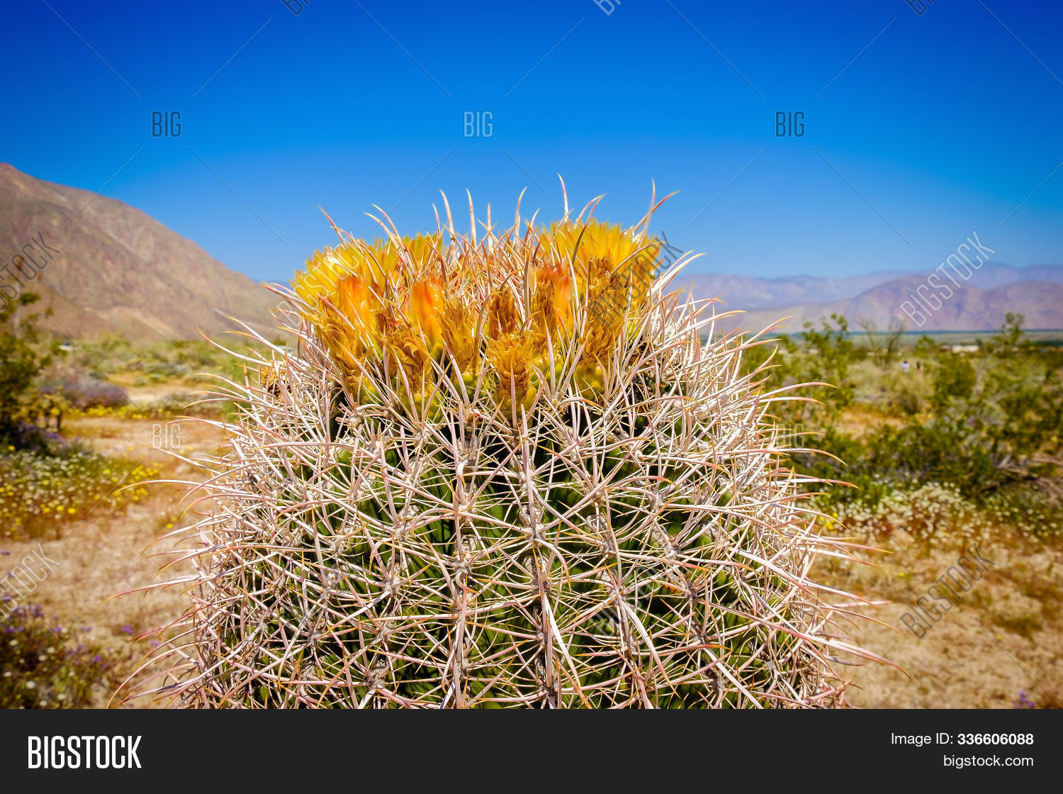 Close Up On A Single Barrel Cactus In Bloom At Springtime In The Anza