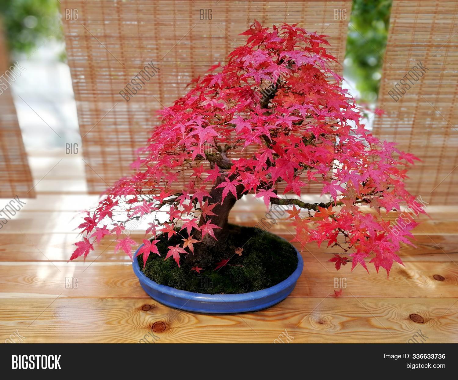 asia,asian,autumn,backdrop,background,beautiful,bonsai,canada,canadian,china,chinese,color,colorful,coral,day,fall,falling,flag,floral,foliage,garden,gardening,green,japan,japanese,kyoto,leaf,leaves,little,maple,miniature,montreal,natural,of,old,ontario,pink,plant,pot,small,spring,summer,symbol,tiny,tree,trunk
