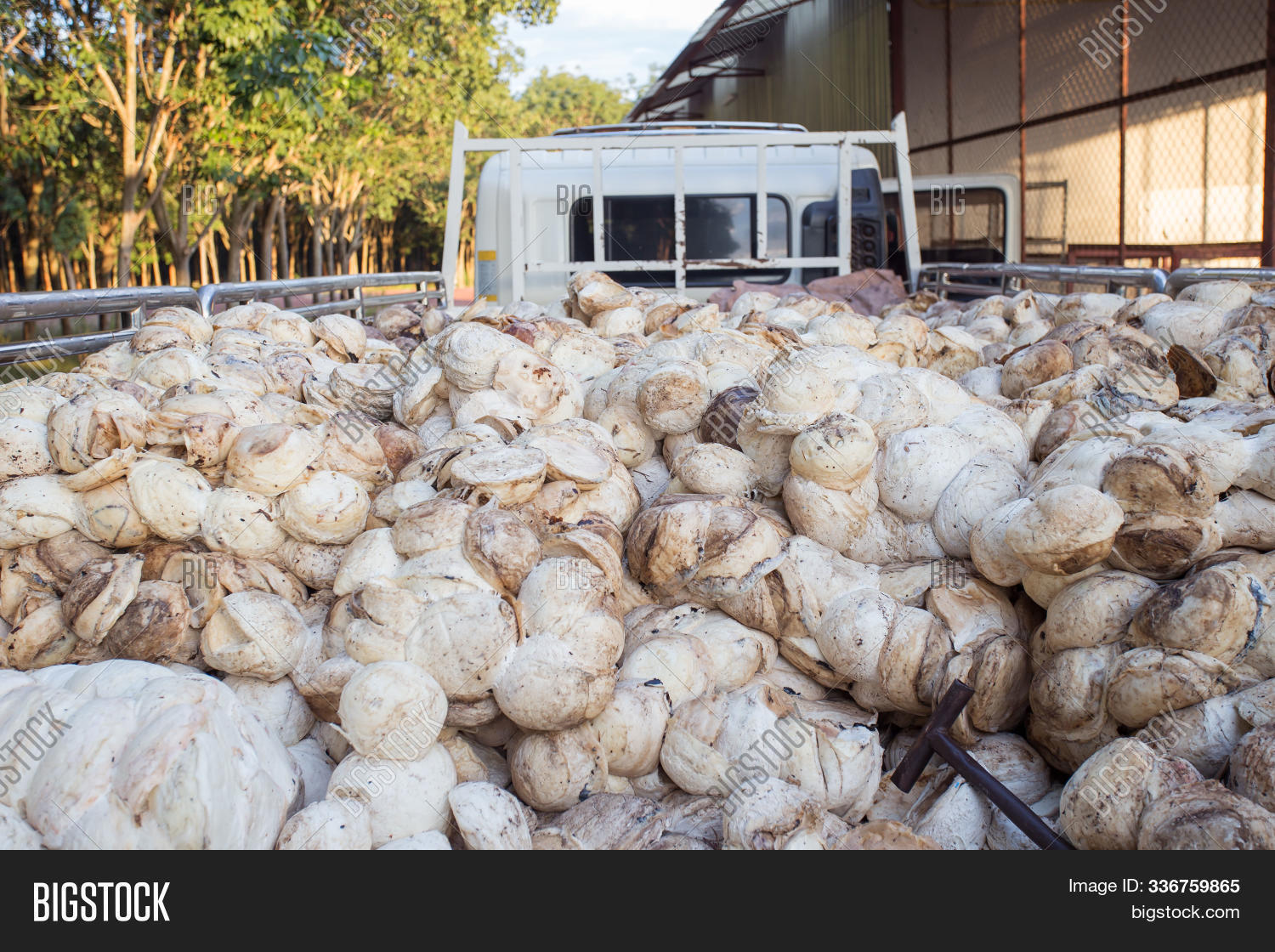 agriculture,asia,background,basket,bowl,brown,bubble,chunk,closeup,crumb,cup,dirty,dry,elastic,environment,farm,fresh,garden,gardener,hand,harvest,hevea,in,industrial,industry,latex,lather,loaves,lump,market,material,natural,nature,old,outdoor,para,pattern,plant,produce,raw,rubber,scrap,smooth,surface,texture,the,used,wall,white,worker