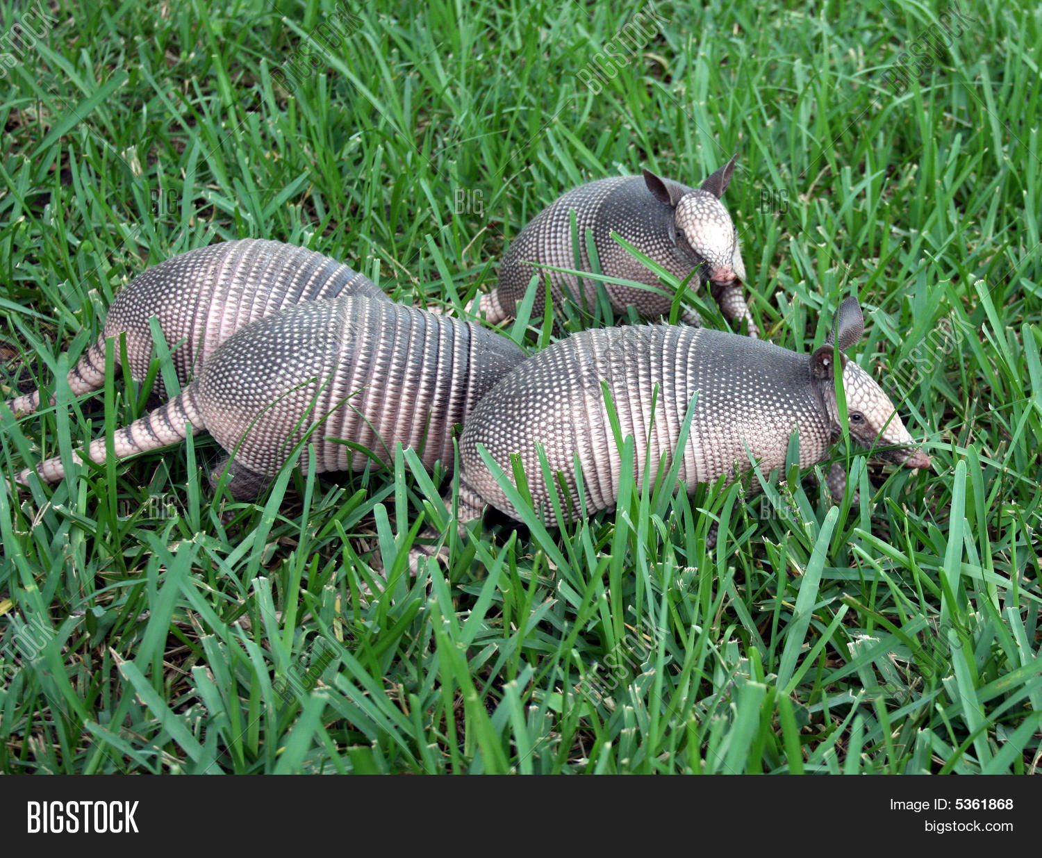 4 Baby Armadillos In Grass 5361868 Image Stock Photo