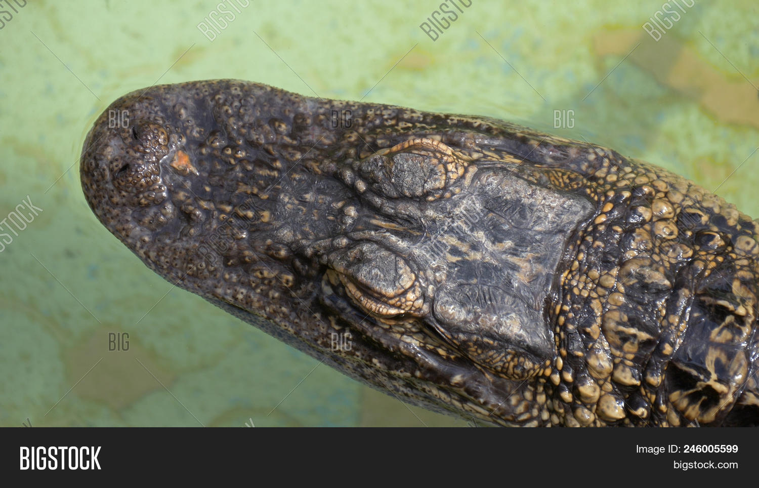 aerial,aligator,alligator,american,amphibian,animal,caiman,close,croco,crocodile,crocodilian,dangerous,environment,everglades,eye,fauna,florida,gator,habitat,head,large,life,looking,marsh,mississippi,mississippiensis,nature,nile,orlando,portrait,predator,reptile,resting,skin,summer,swamp,teeth,top,tourism,tropical,up,view,water,wetland,wild,wildlife,zoo