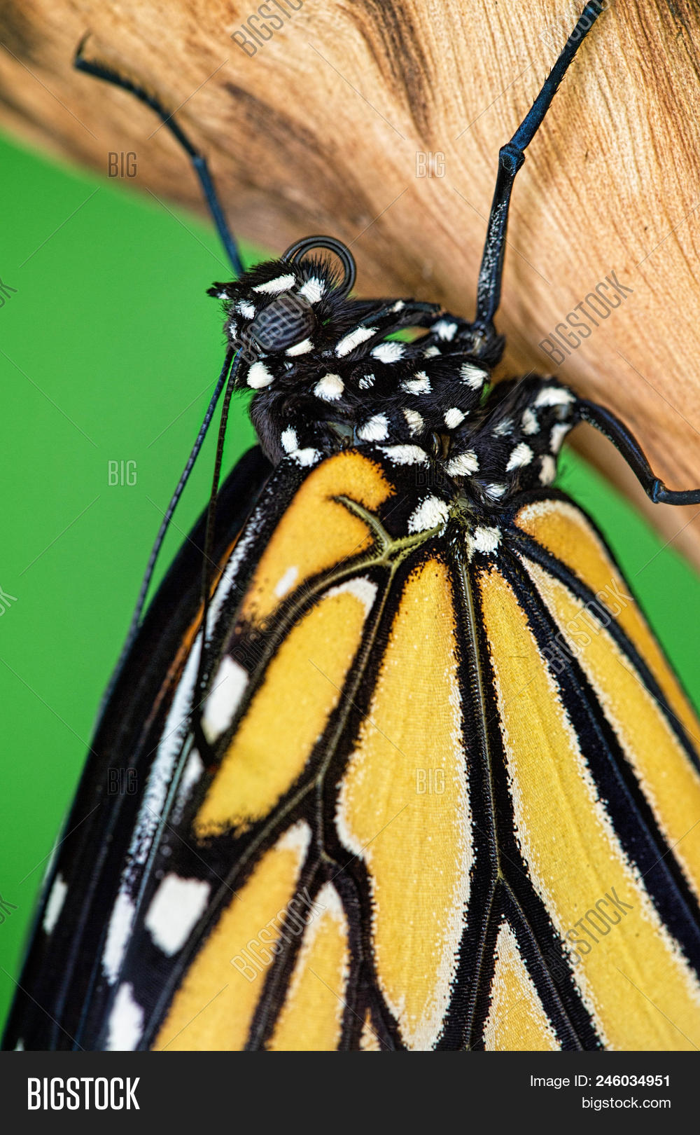 animal,antennae,appealing,attractive,backdrop,background,beautiful,beauty,black,branch,bug,butterfly,chrysalis,closeup,color,colorful,conservation,creature,curiosity,cute,detail,emerged,face,feeding,freedom,garden,green,habitat,insect,life,looking,macro,markings,monarch,natural,nature,orange,portrait,pupa,stunning,sweet,timber,tropical,tropics,white,wild,wildlife,wing,wood