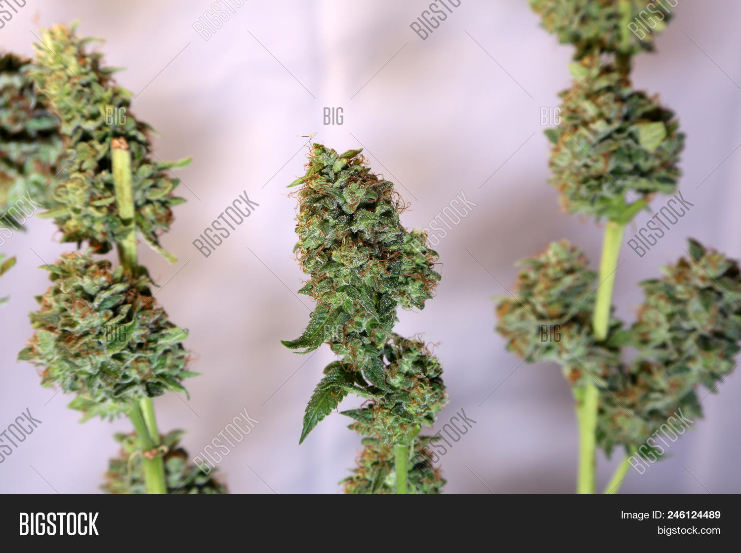 420,alternative,bud,buds,cannabis,cannabis leaf,cannabis plant,cannabis seed,cbd,close,culture,dope,drug,drugs,flower,ganja,grass,green,healing,health,hemp,herb,horticulture,isolated,joint,leaf,legalized,macro flower,macro leaf,macro nature,macro texture,marijuana,marijuana leaf,medical,medical marijuana,medicinal,medicine,natural,nature,pot plant,pot plant icon,pot plant vector,prescription,recreational,recreational marijuana,sativa,smoke,thc,weed,white widow