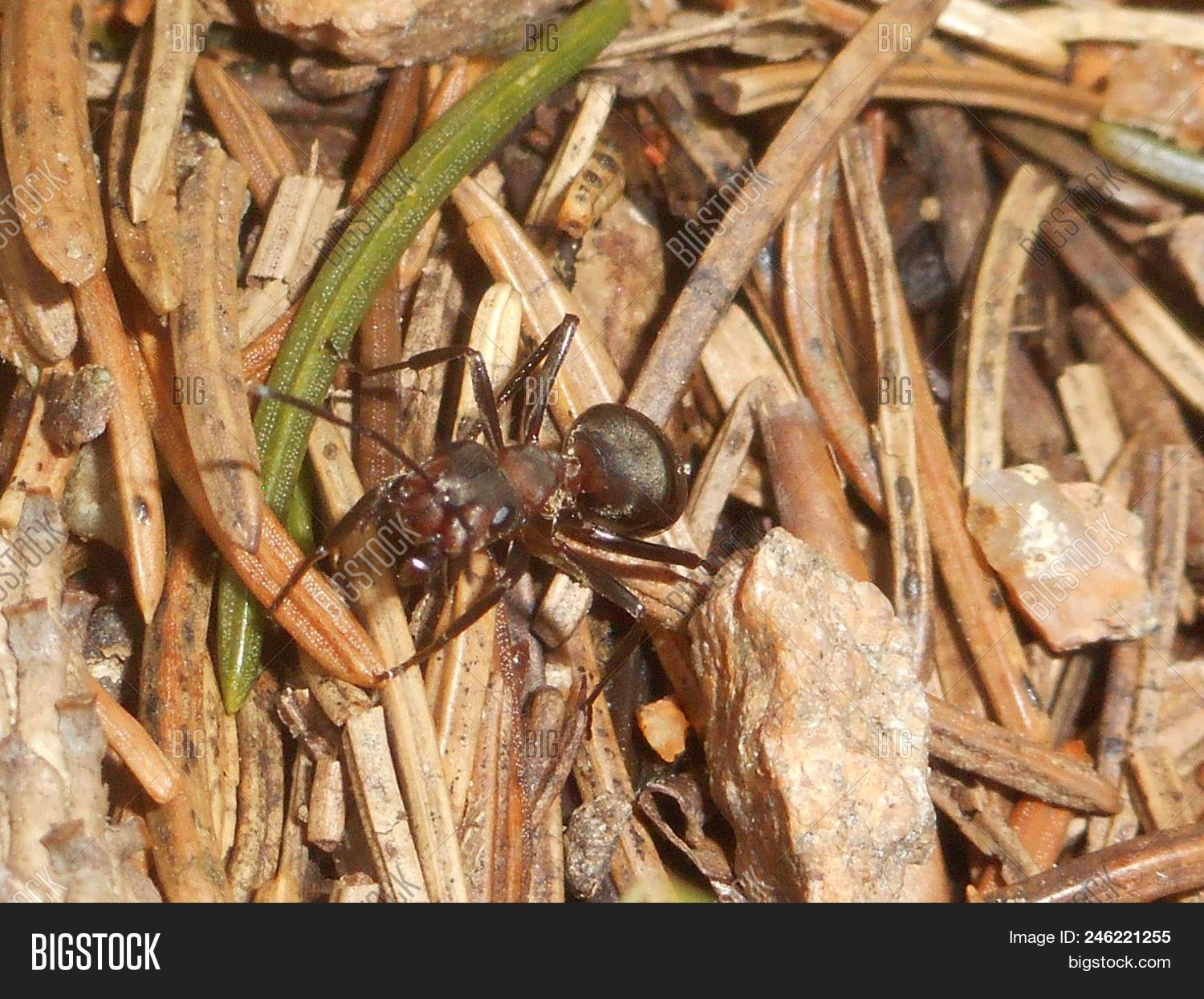 Anthill Insect Ant In A Anthill In The Forest image & stock photo. 246221255