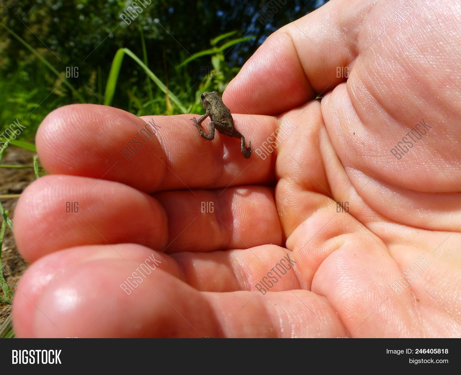 amphibian,animal,baby,brown,close-up,closeup,common,cute,finger,frog,hand,holding,human,little,nature,palm,sitting,small,standing,tiny,toad,wildlife