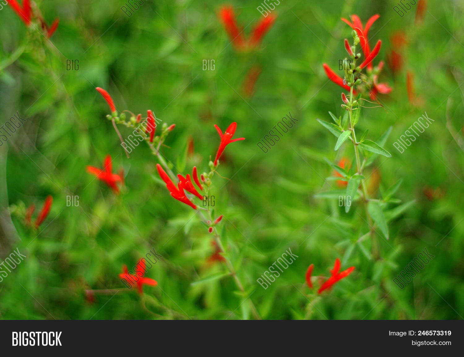 Antonio,San,Texas,background.,beautiful,beauty,bloom,blooming,blossom,blur,blurred,bright,closeup,color,colorful,defocused,design,field,flora,floral,flowers,formal,fresh,freshness,garden,gardening,green,landscape,leaf,macro,natural,nature,penstemon,petal,plant,red,season,spring,summer,texture