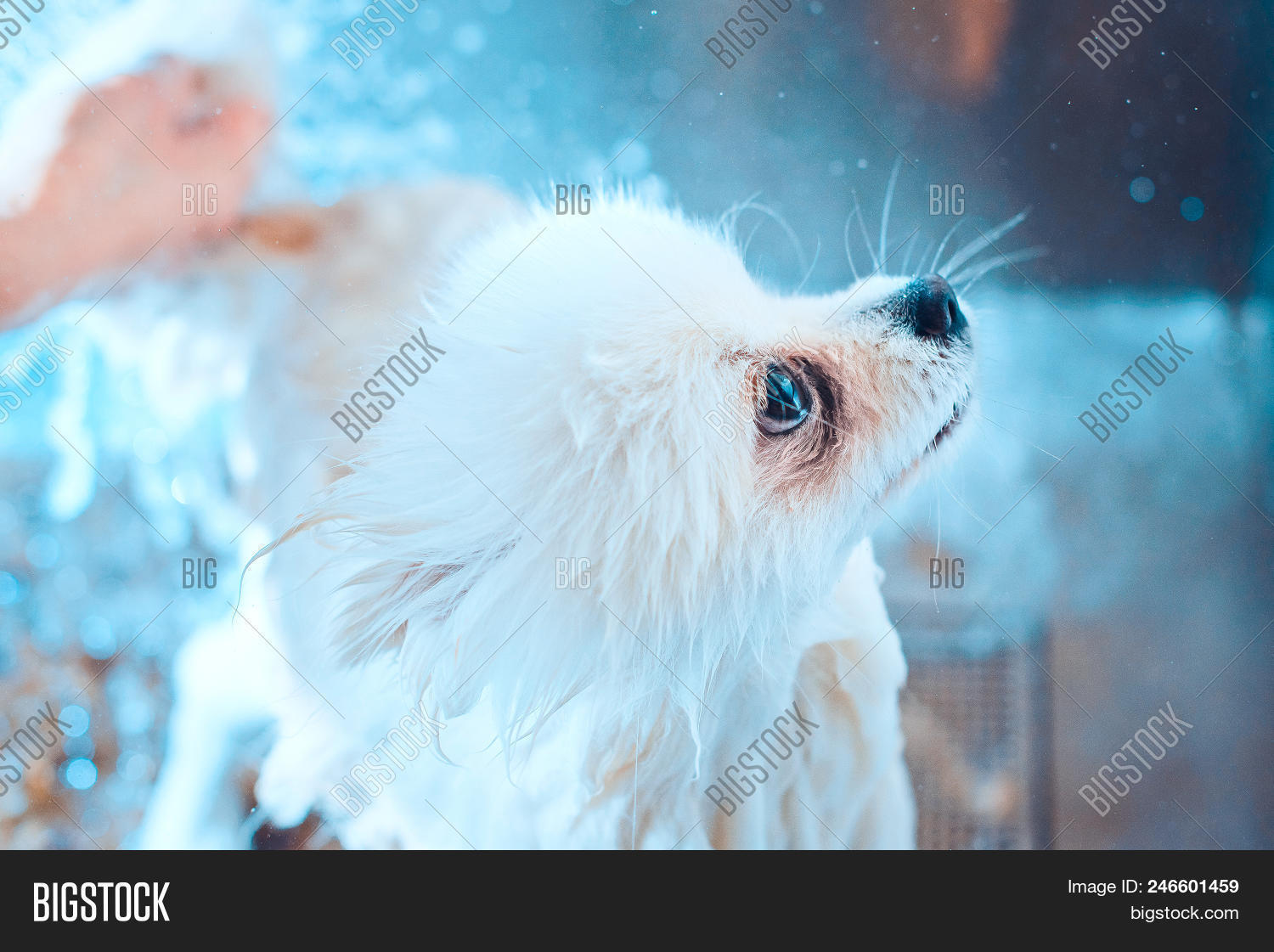 Portrait Of A Wet Dog Pomeranian Dog In The Bathroom In The